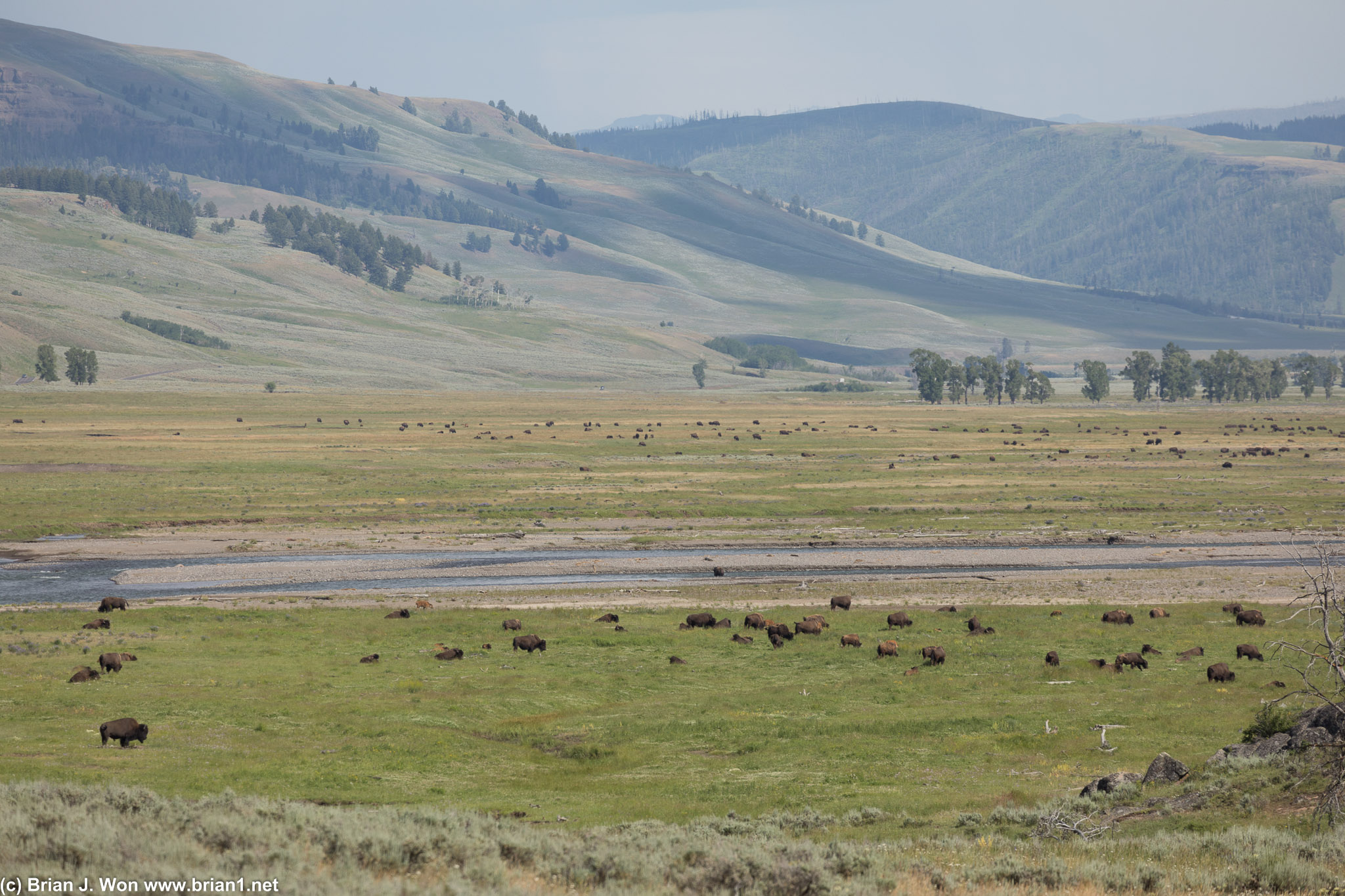 Vast herds of bison.