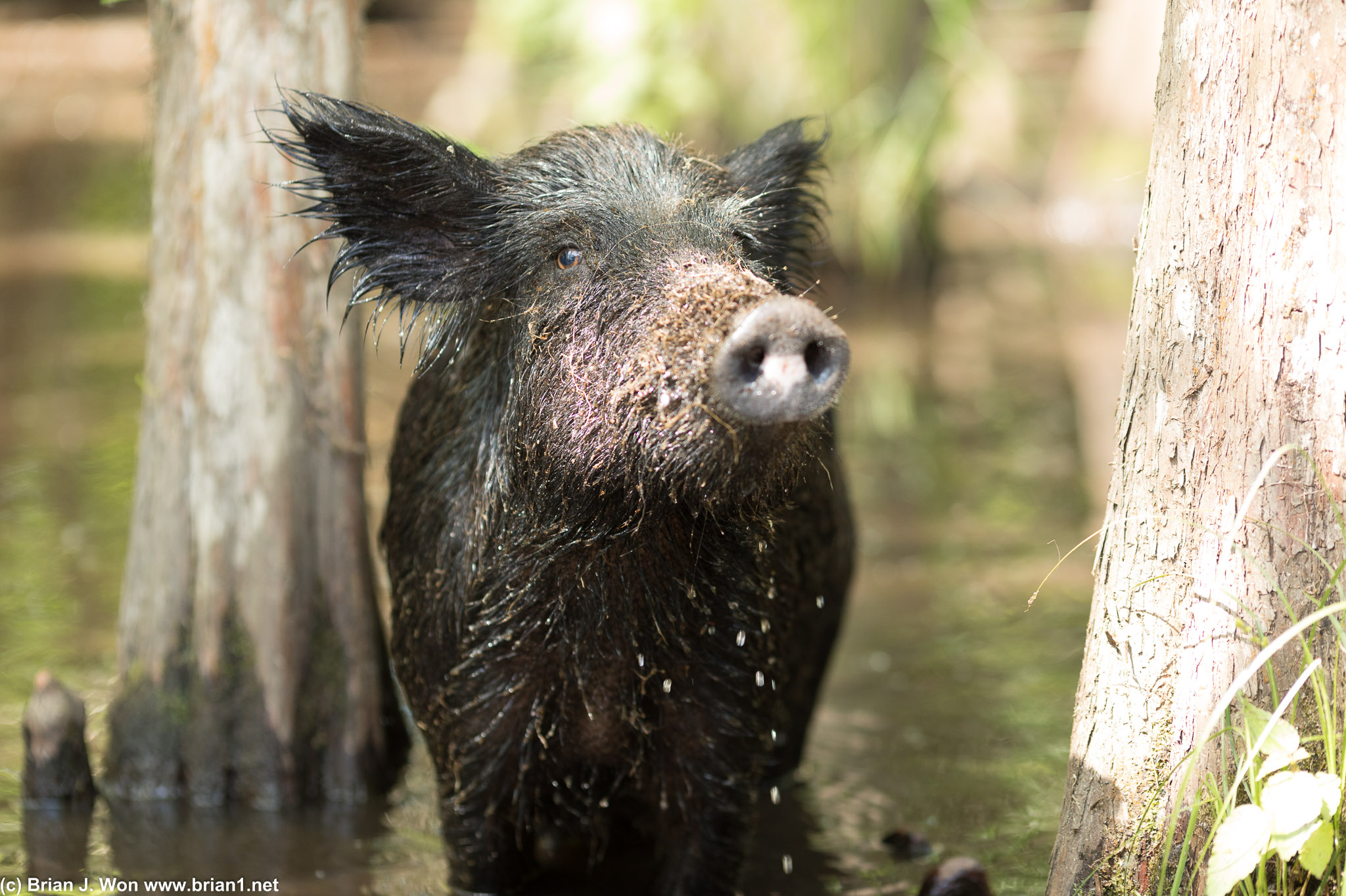 Swamp pig. (bacon!)