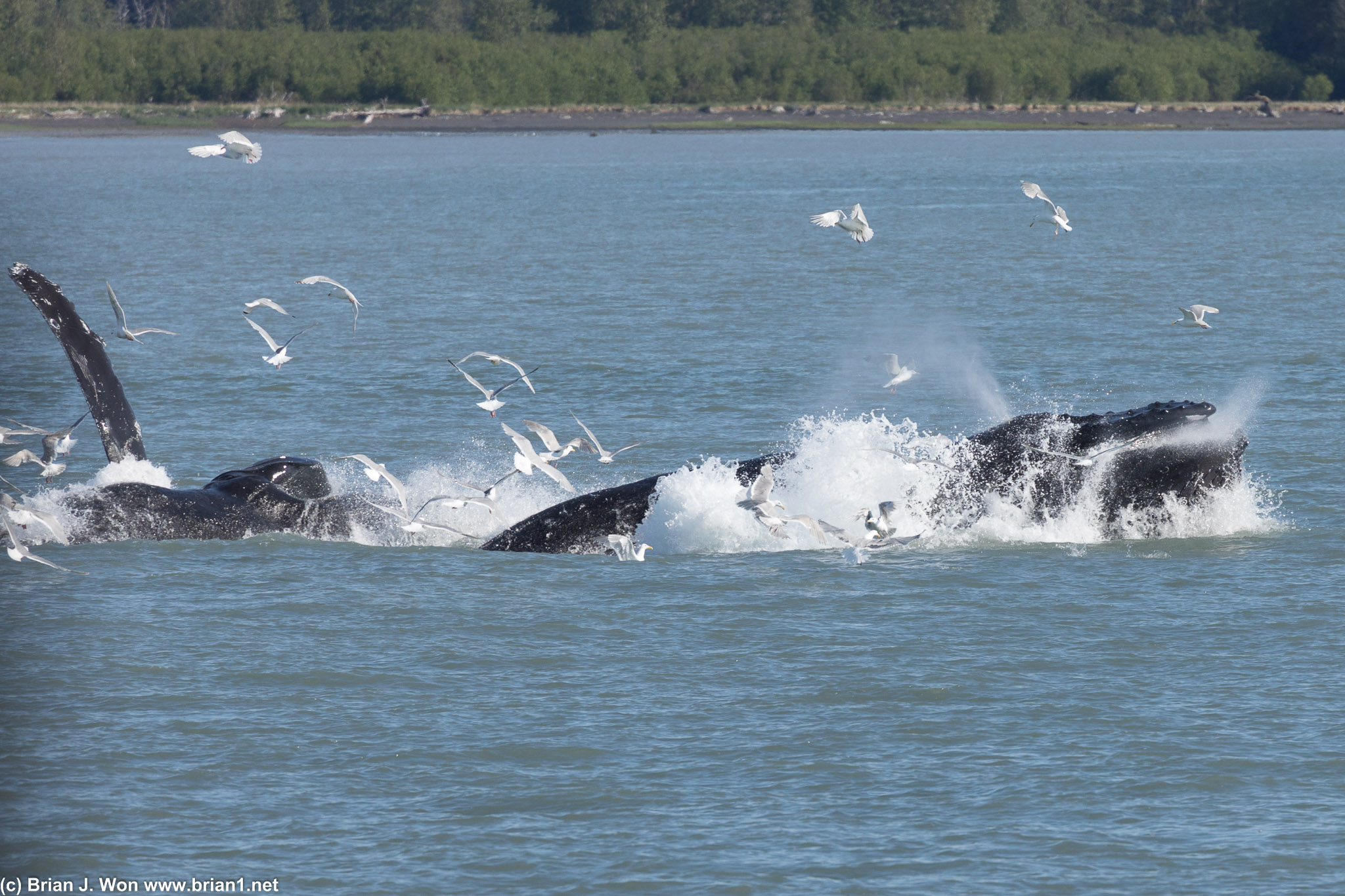 One minute from the dock, a pair of humpback whales!