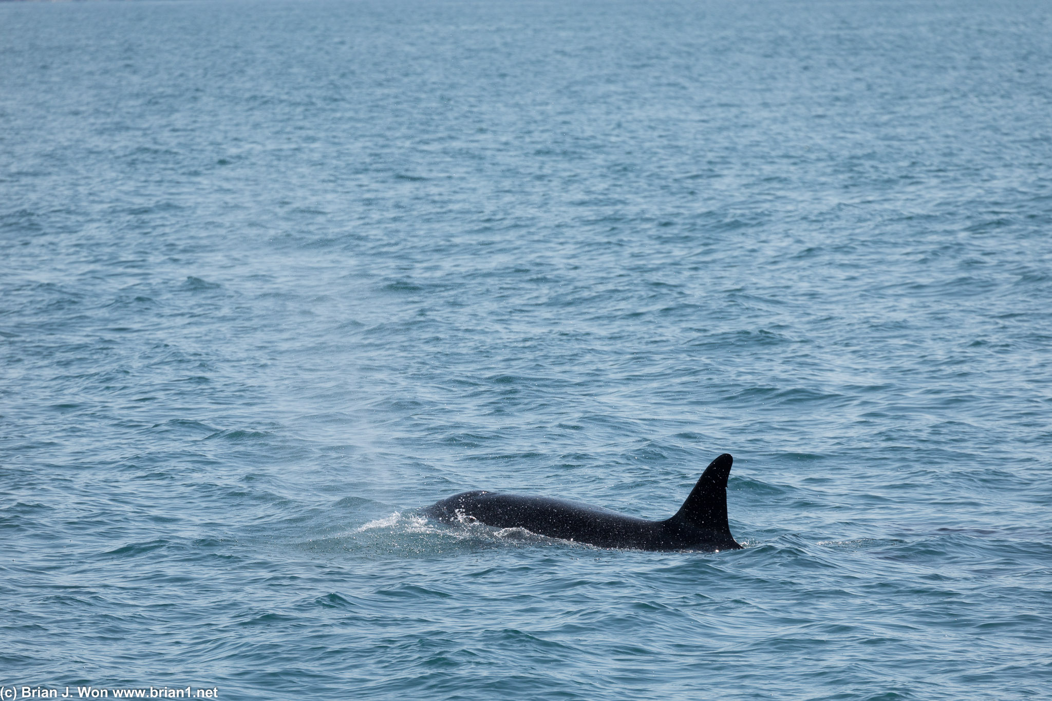 Rare sighting-- offshore orca!