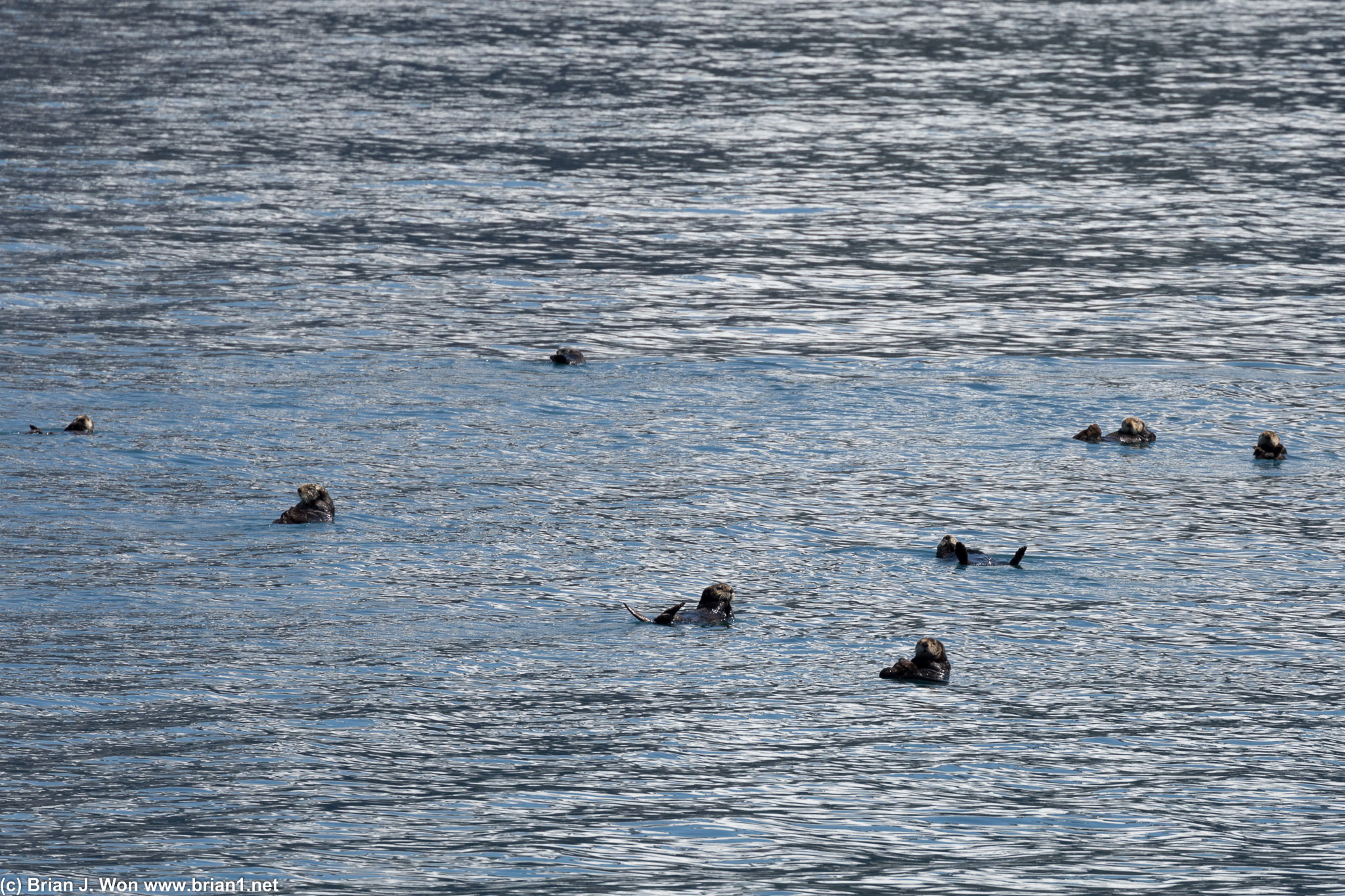 Close-up of a raft of sea otters.