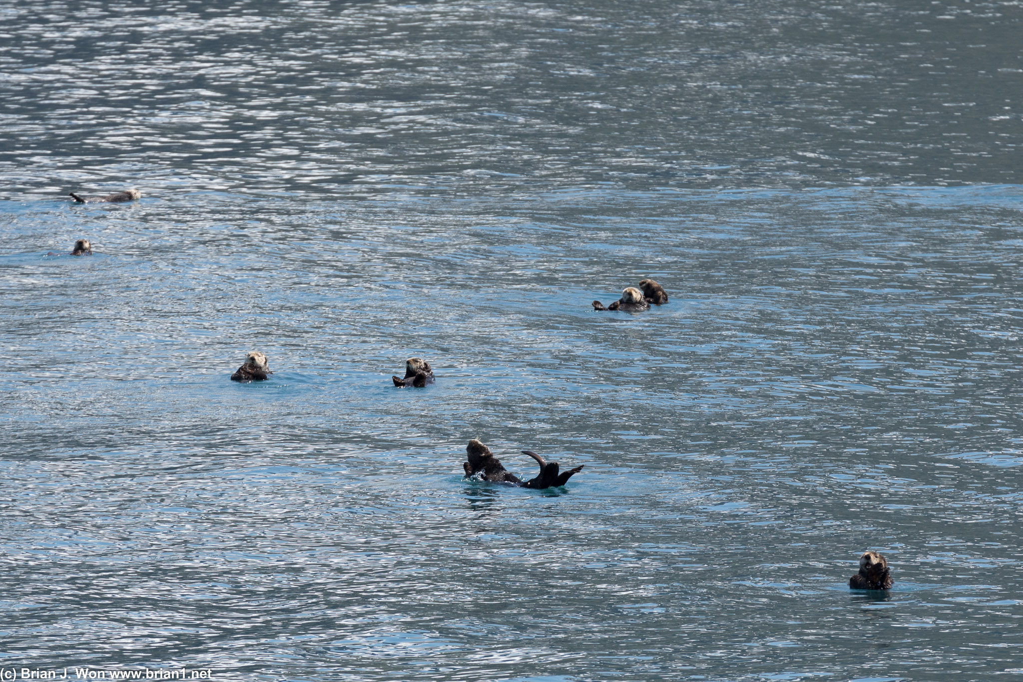 The otter in the center is clearly enjoying himself/herself.