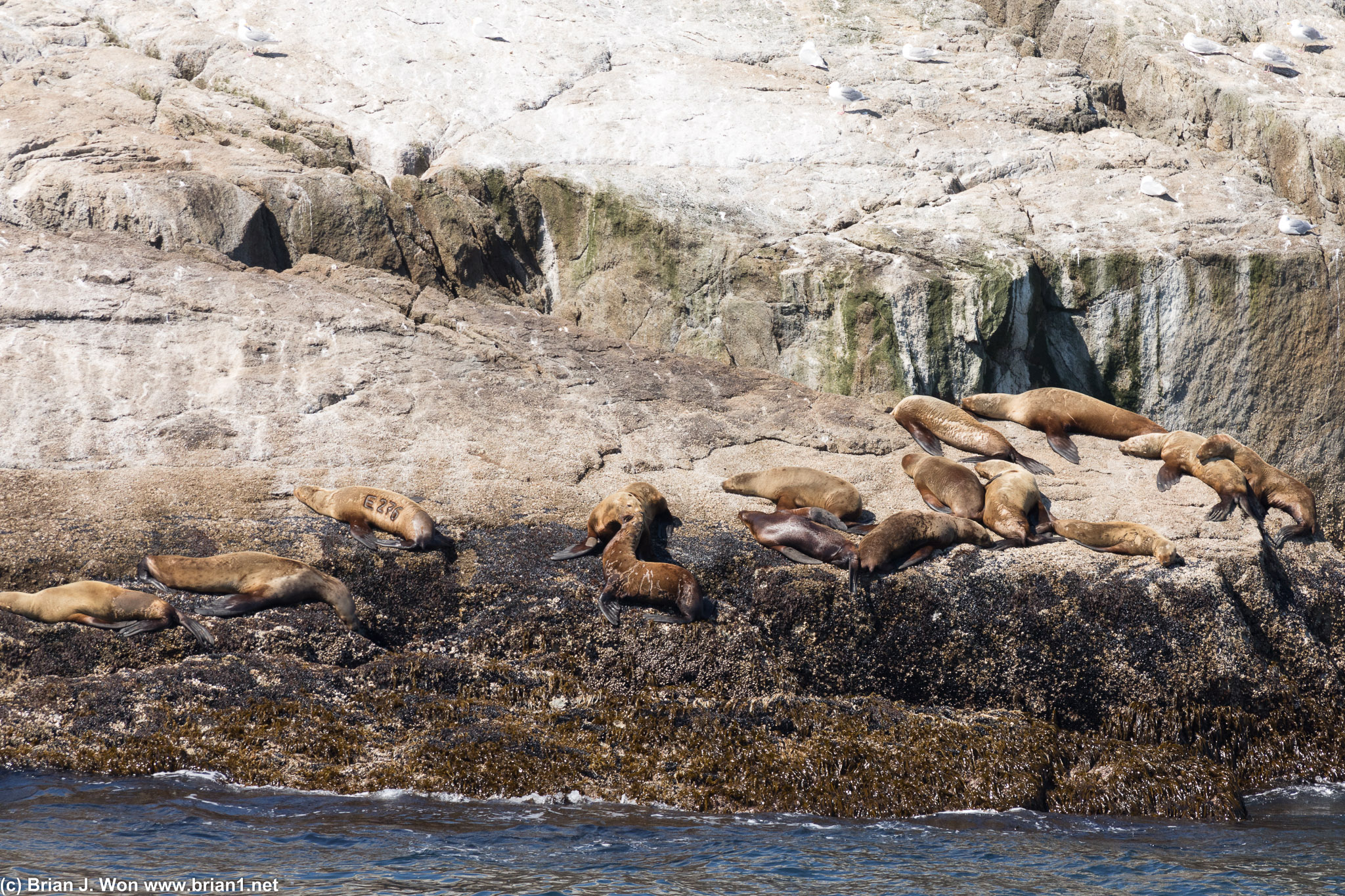 That is a lot of sea lions.