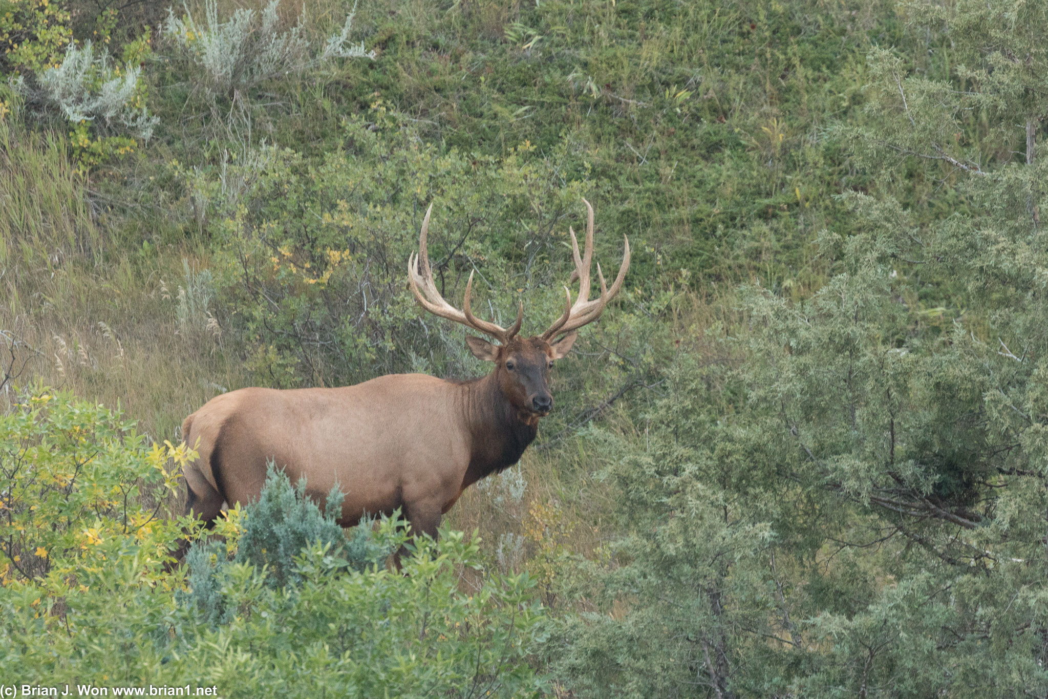 That is one magnificent mule deer.