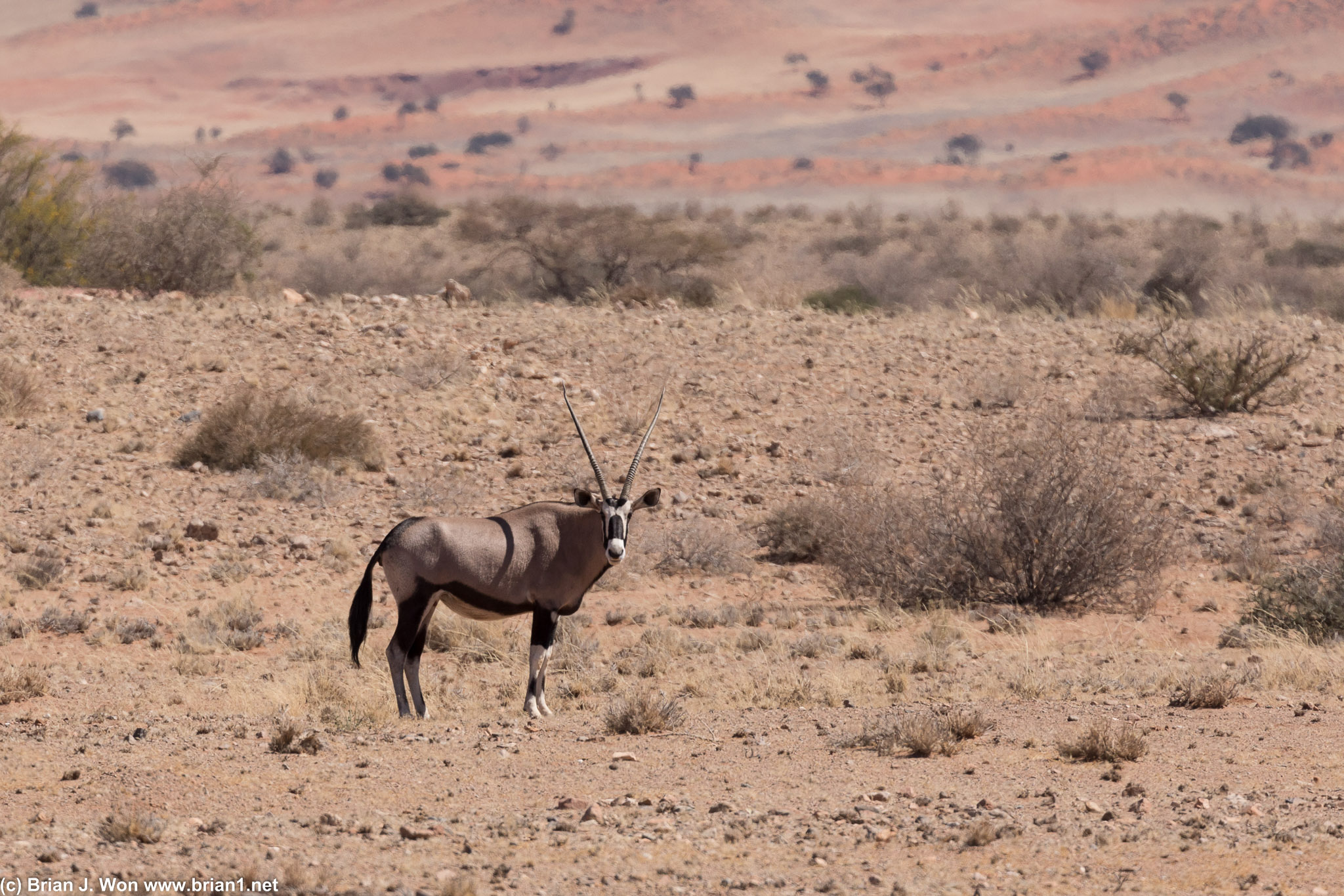 Oryx on the side of the road.