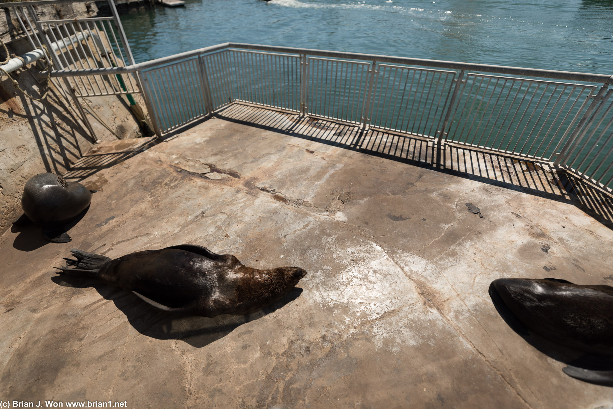 Fur seals smelling up the dock. Errr, I mean sunning themselves on the dock.
