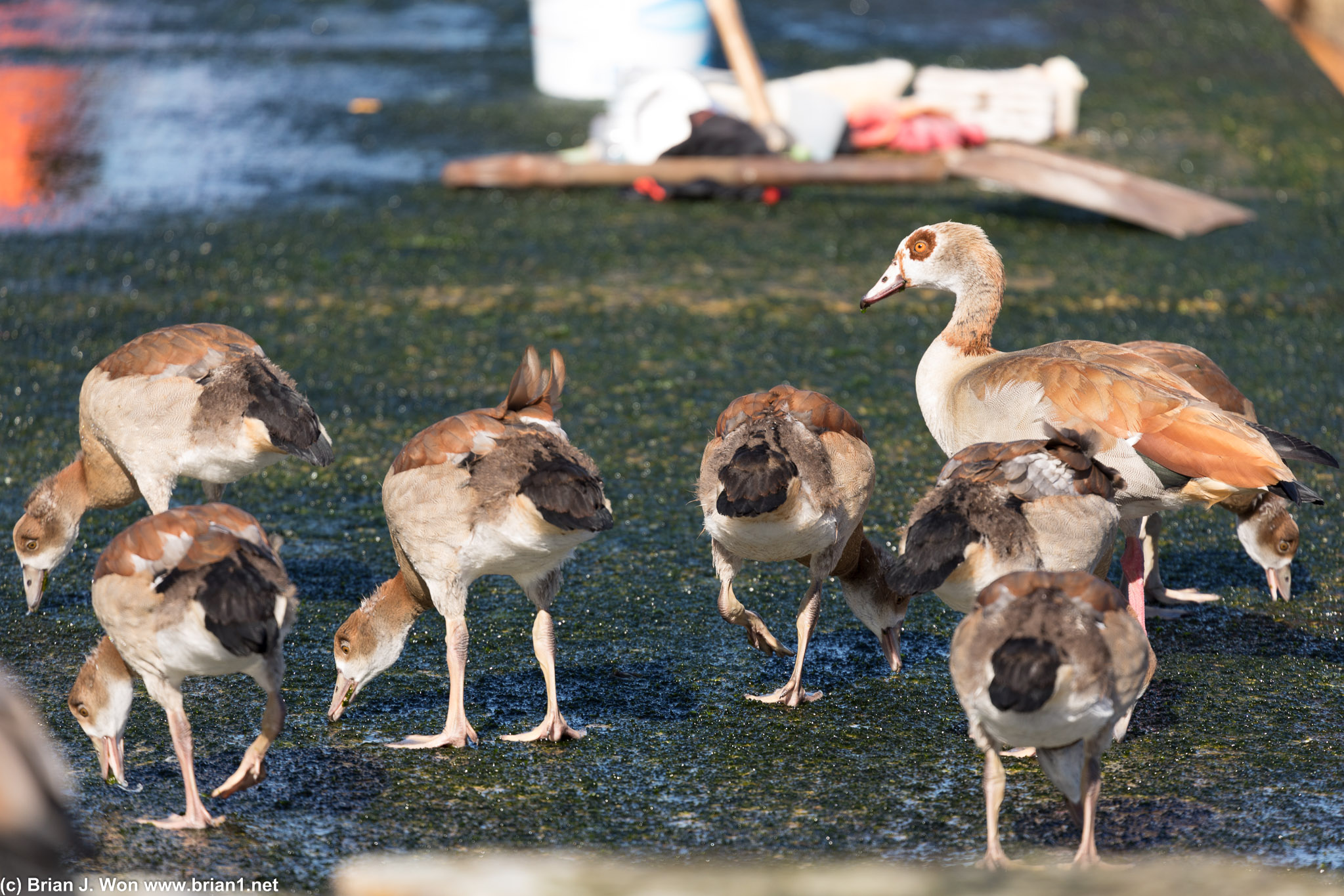 Egyptian geese.
