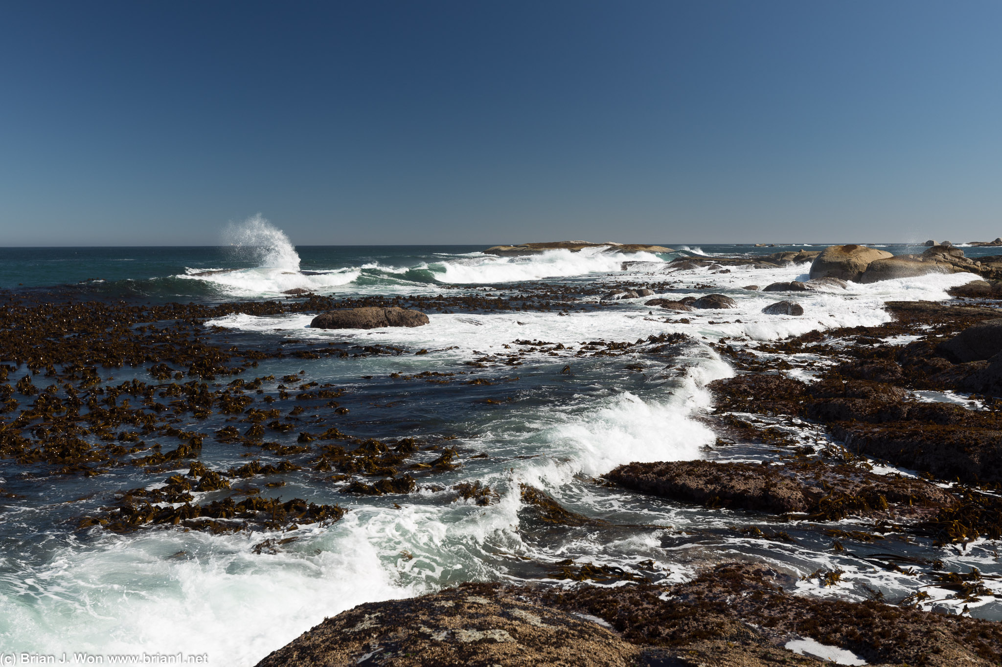 Seaweed and rocks make for a rugged coast.