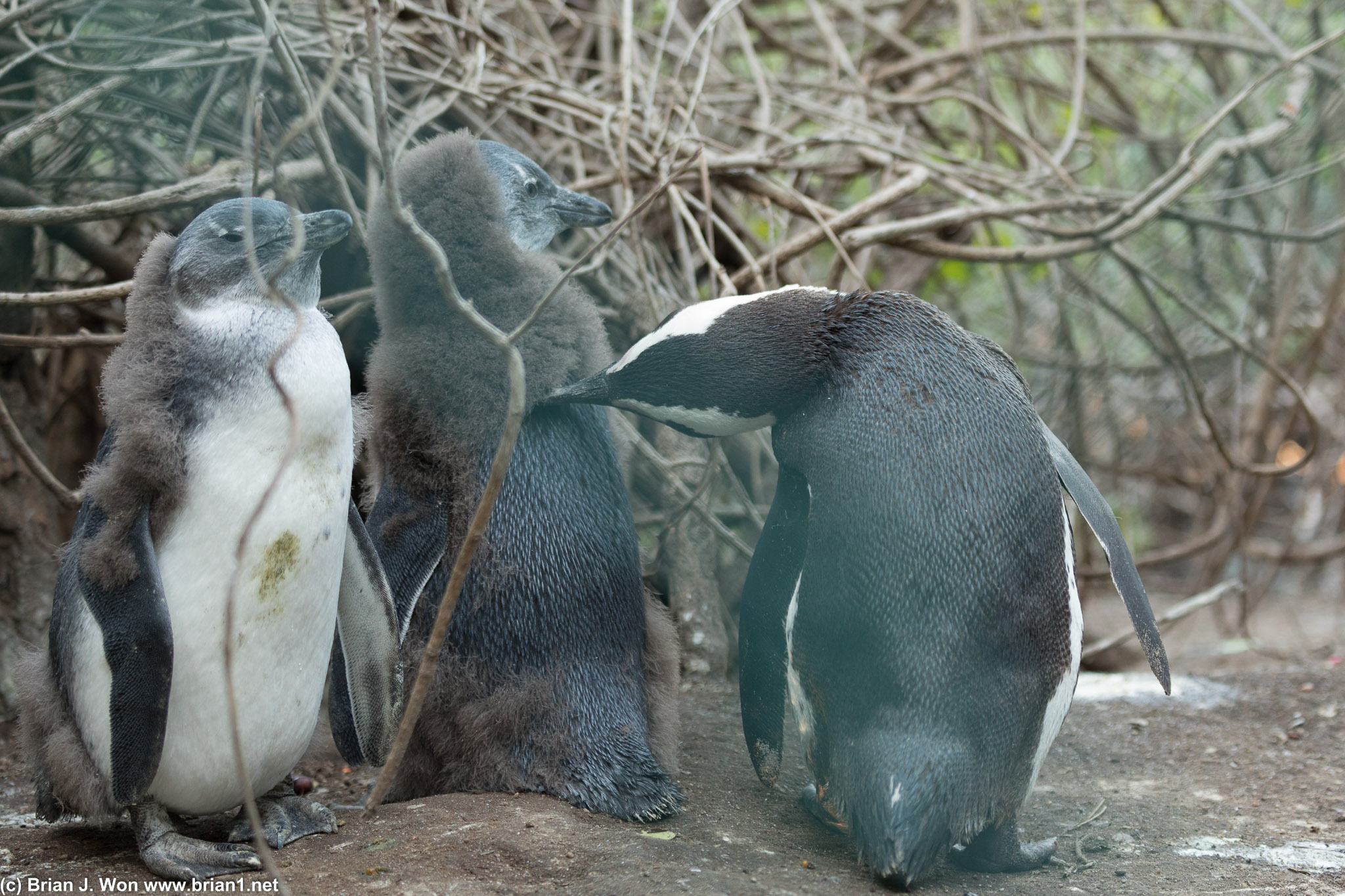 Nearly-adult penguin chicks being groomed by an adult at Boulders Beach.