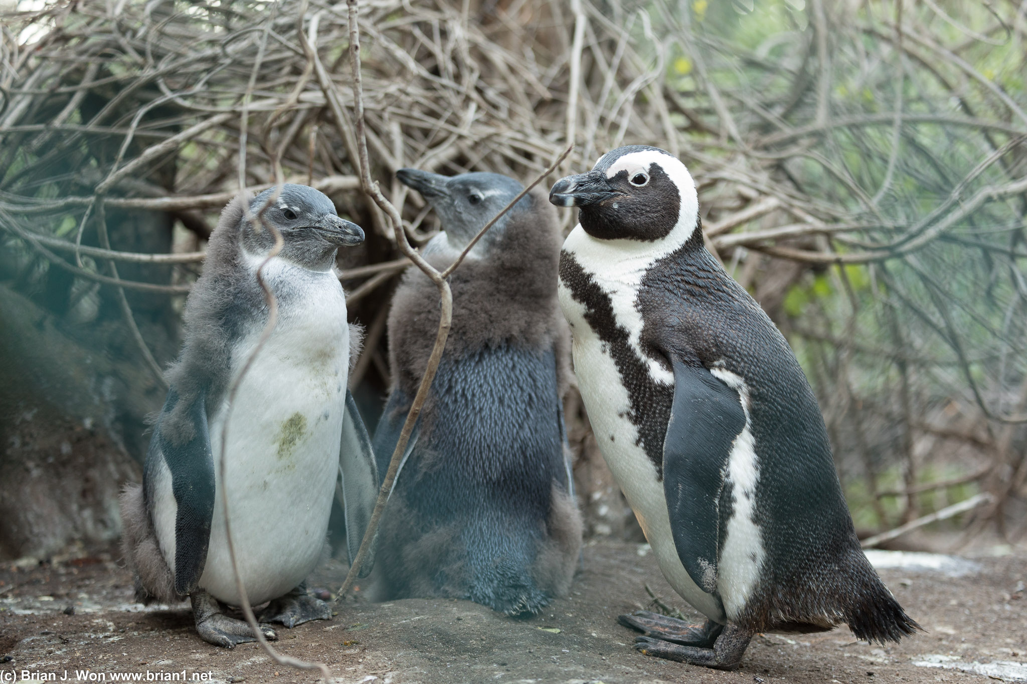 Penguins say hello.