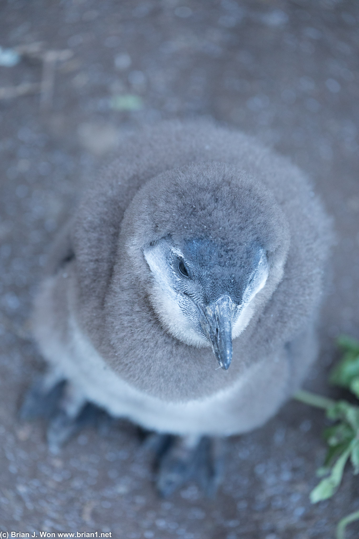 Fluffy penguin chick.