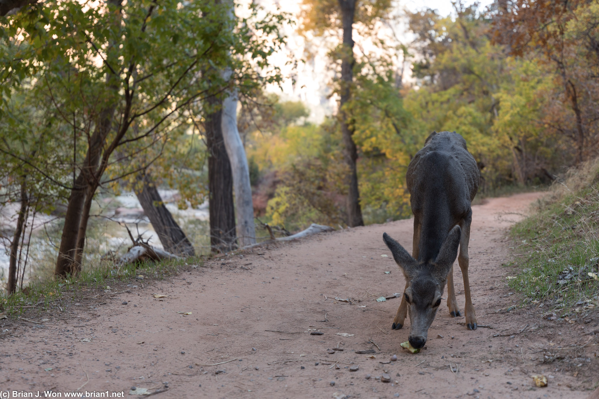 Deer at The Grotto.