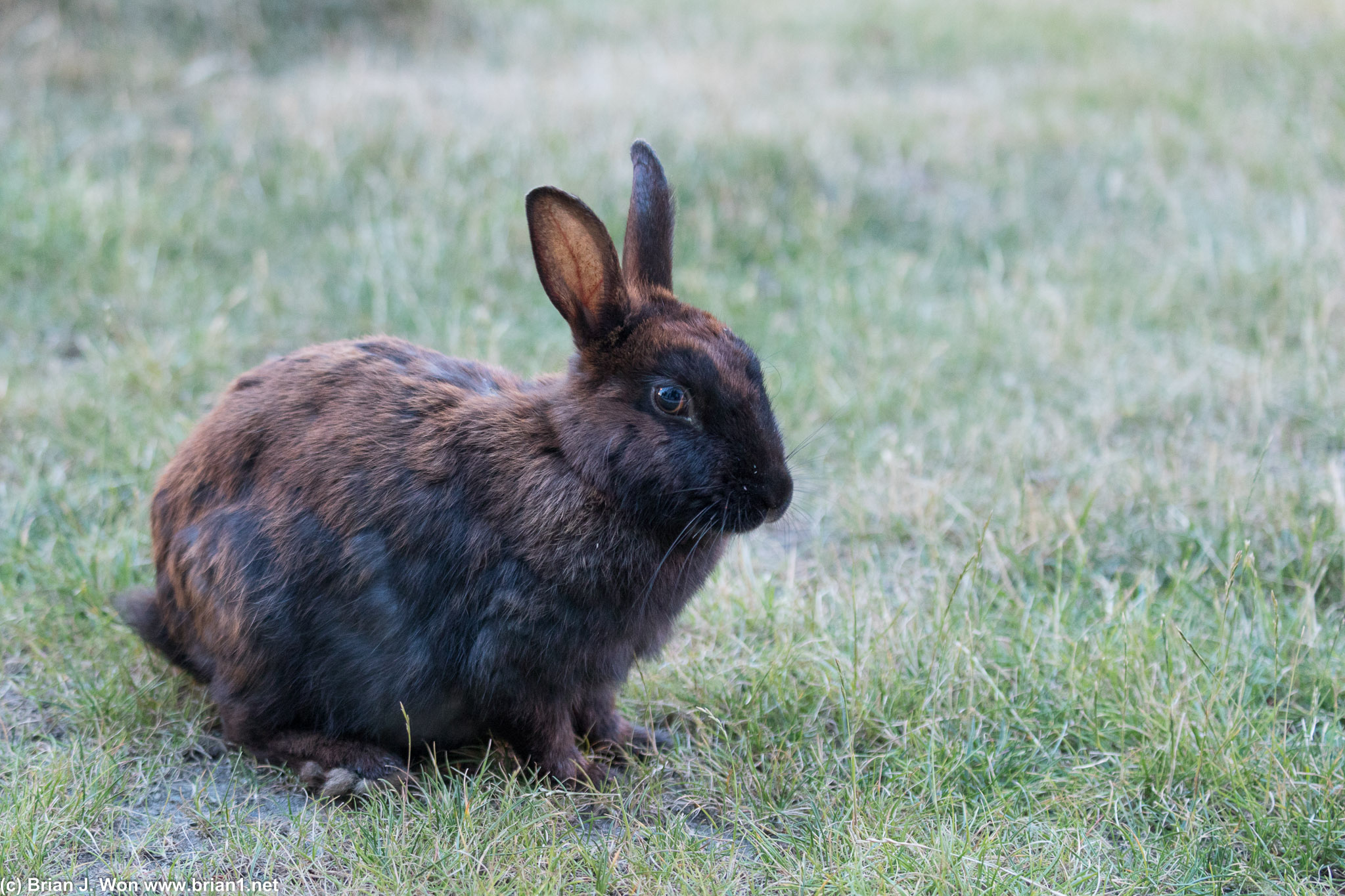 Mottled brown and black. For a rabbit, this guy had no fear of humans.