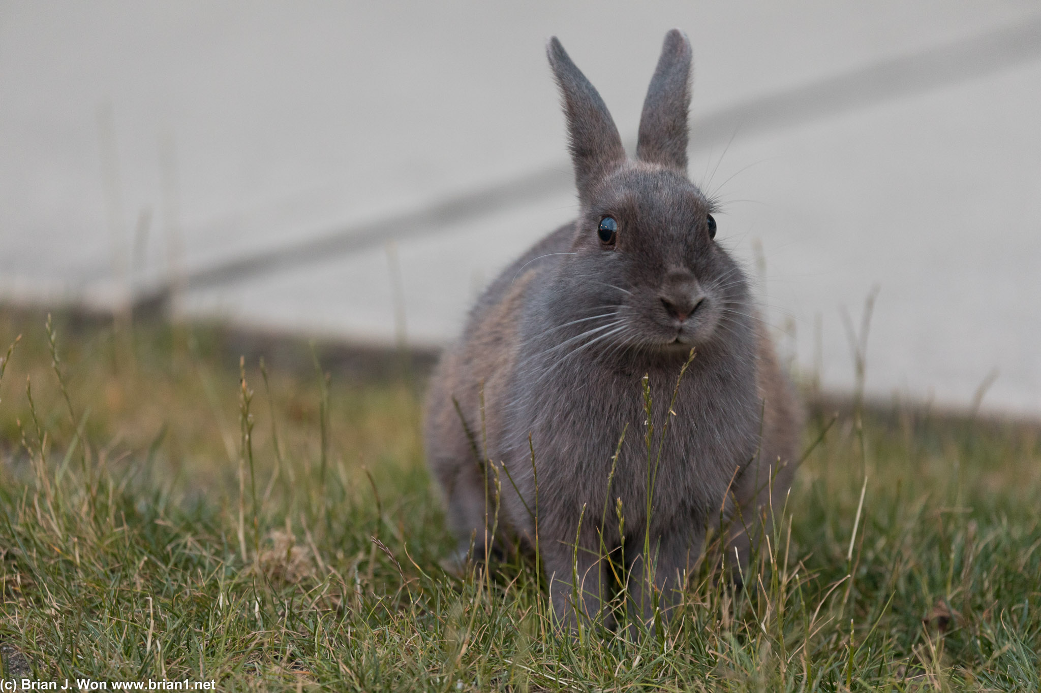 One fat rabbit. Grey with brown patches.