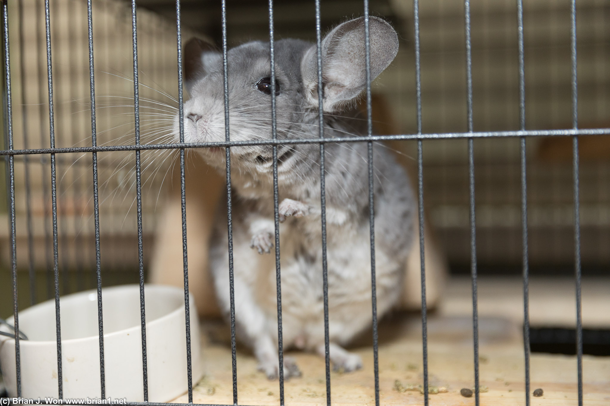 Chinchilla. Check out those big ears and long whiskers!