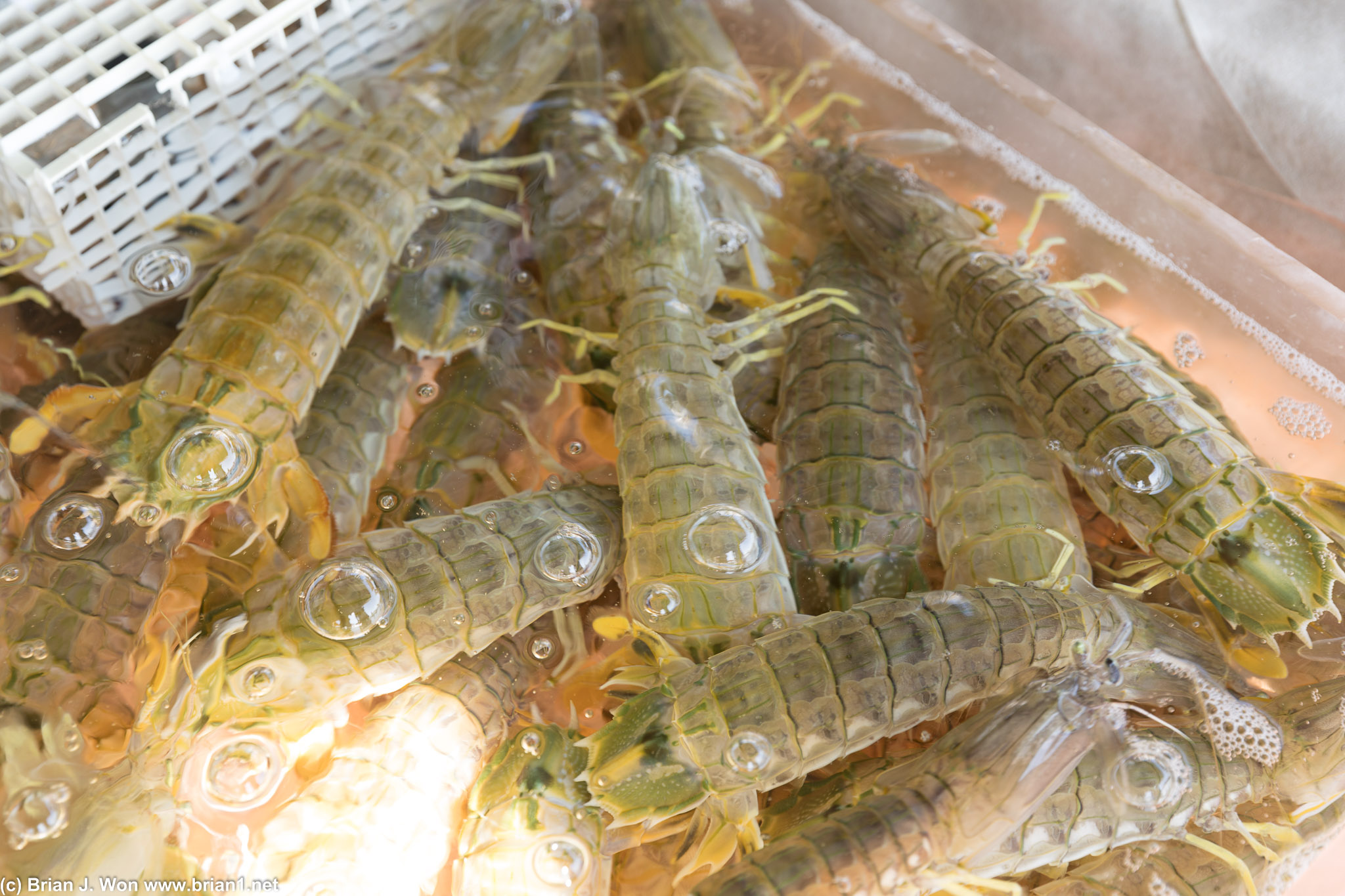 Mantis shrimp. Supposedly about 750g (almost 1.5lb) each?