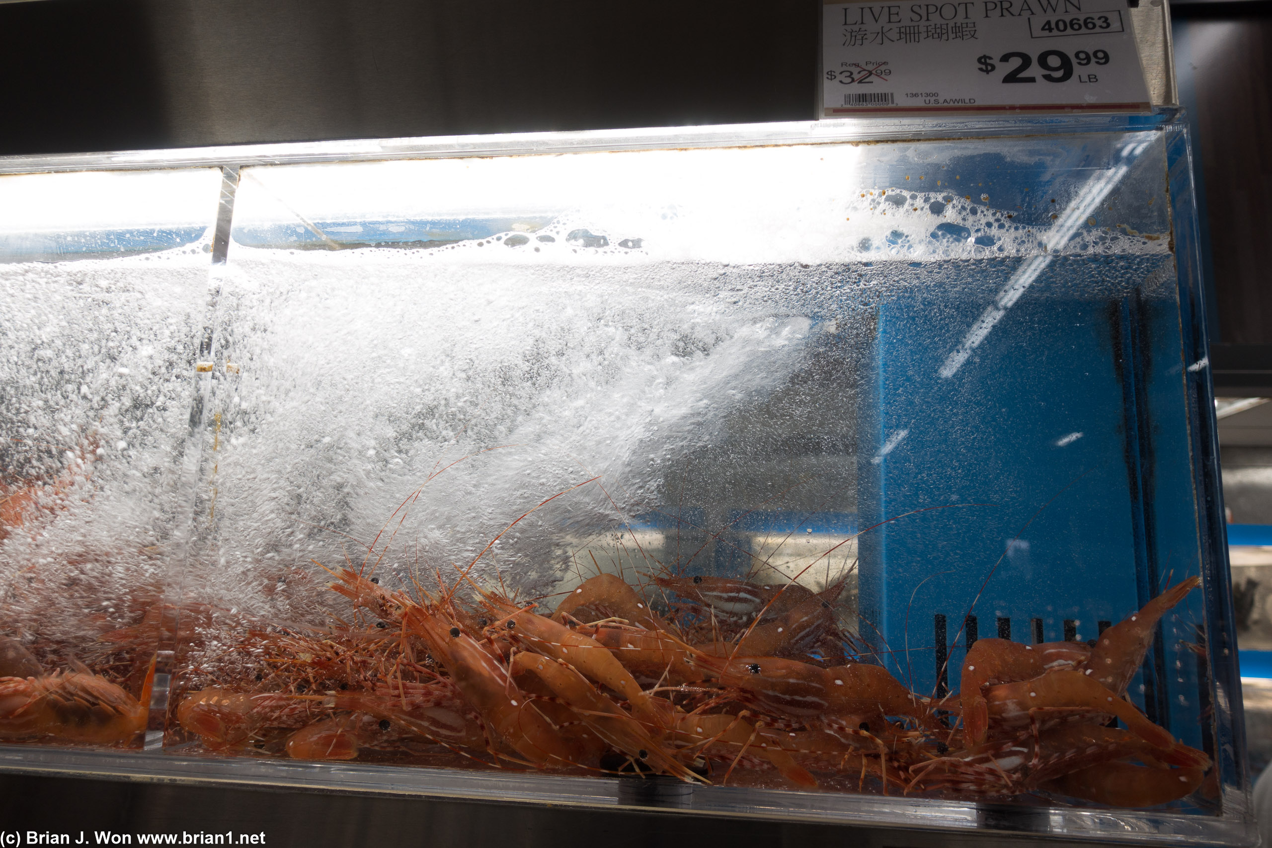 Spot prawns are still pricey.
