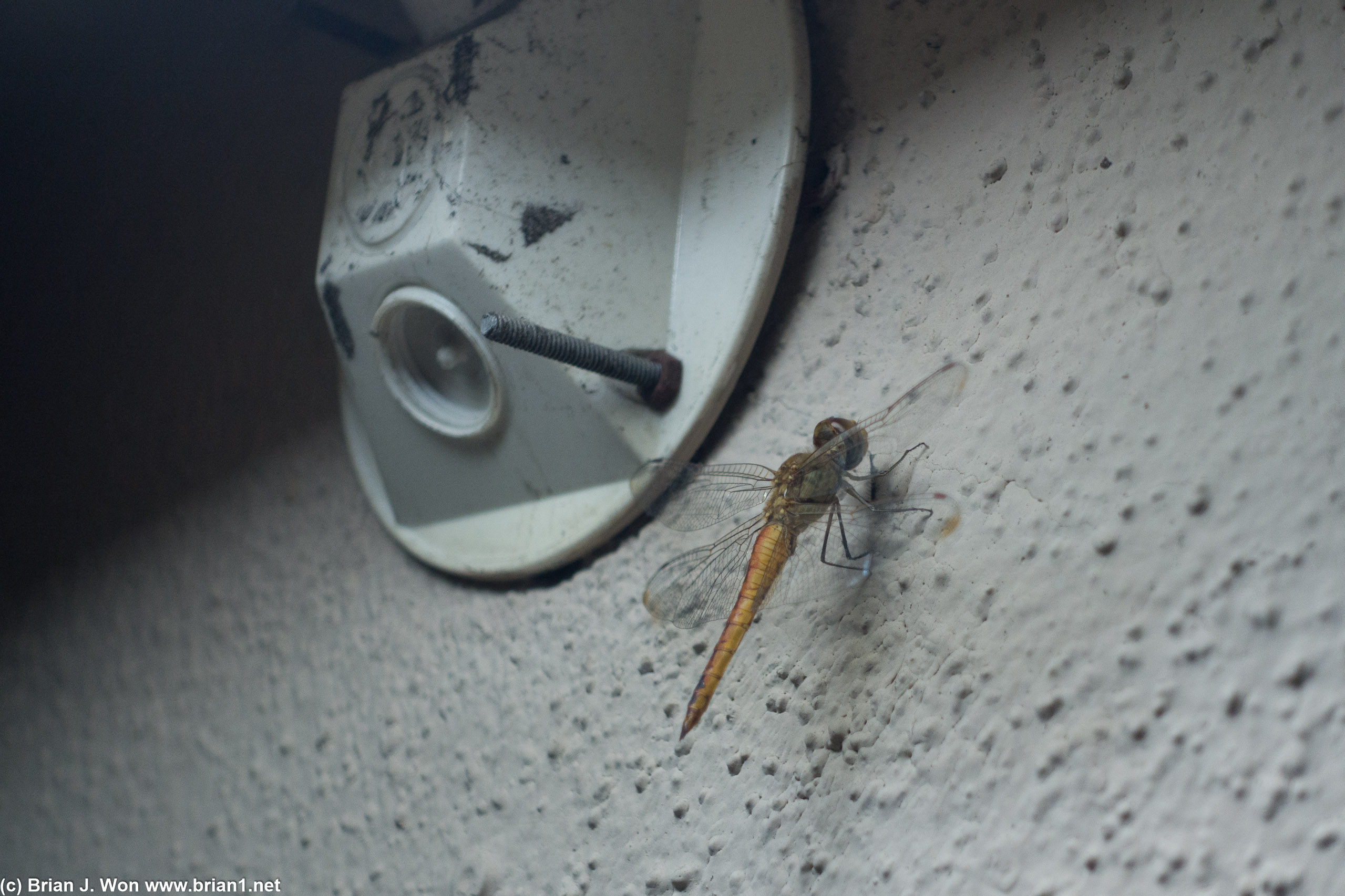 Never expected to see a dragonfly in my little yard!