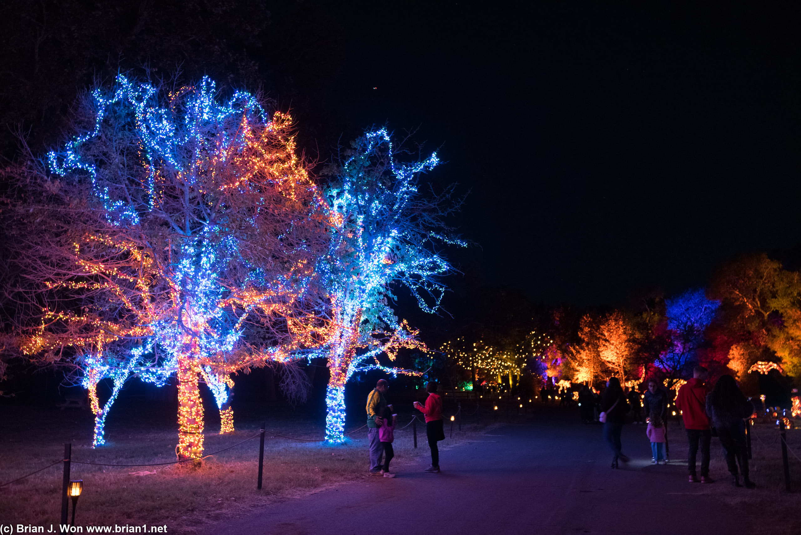 A few lit-up trees.