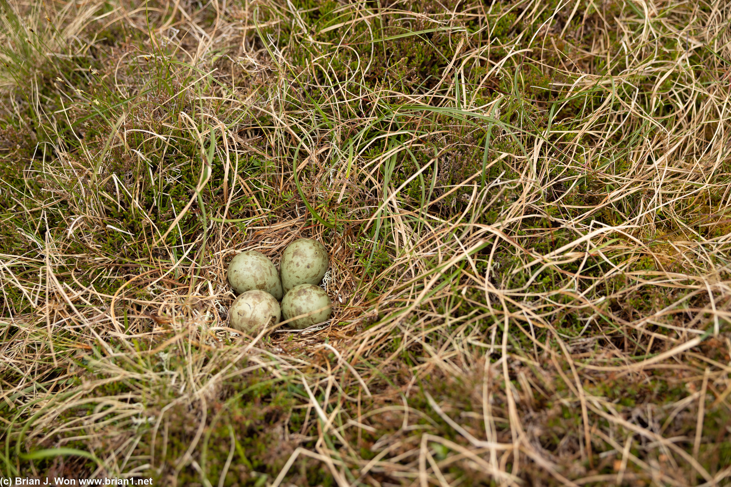 Found a nest in the tall grass.