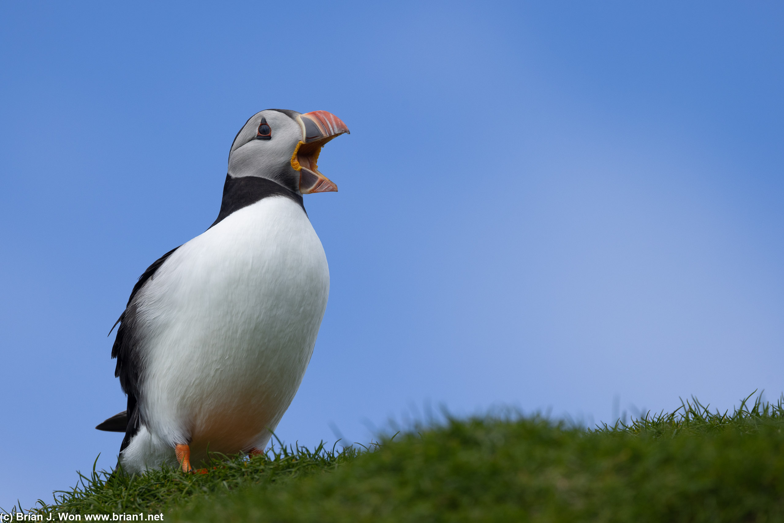 Puffins calling, take two.