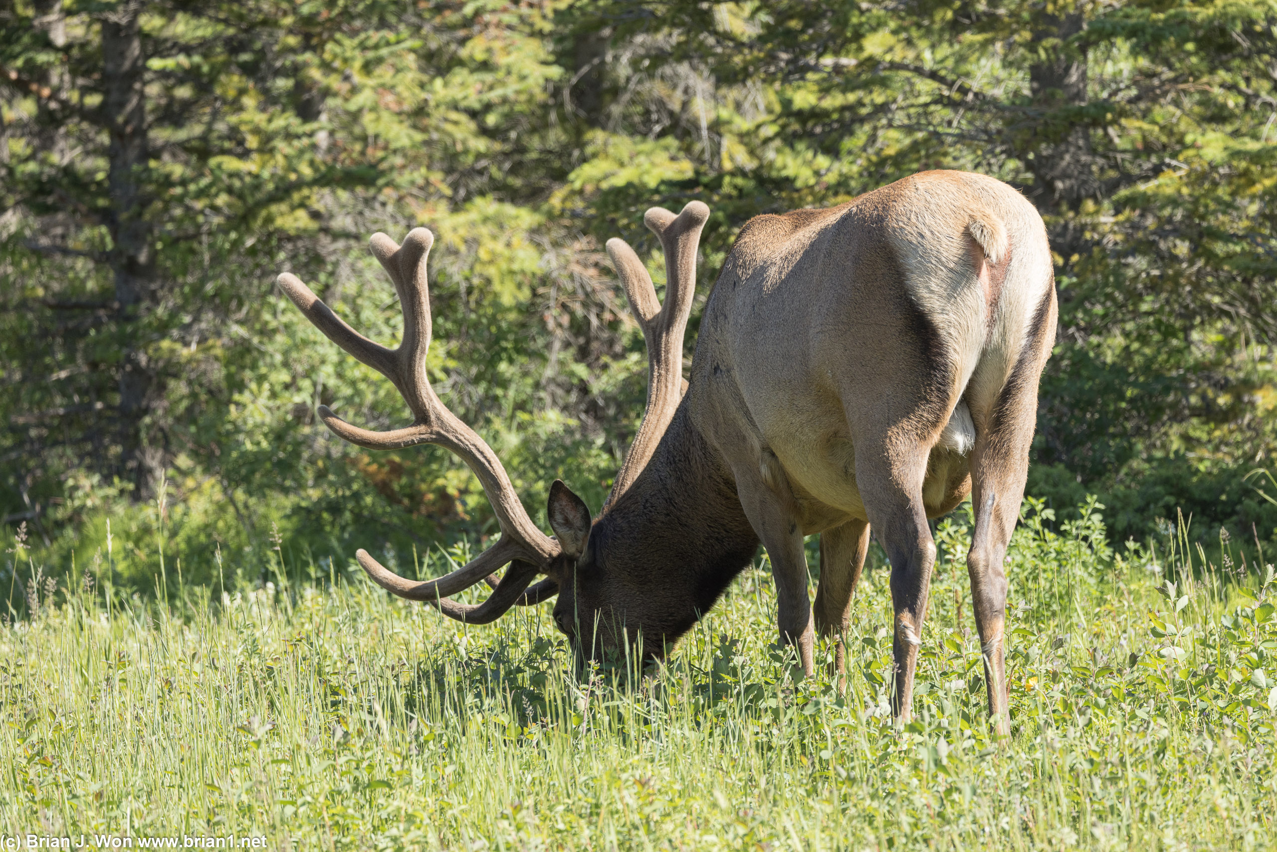 Just leaving Jasper National Park, spotted a magnificent elk.