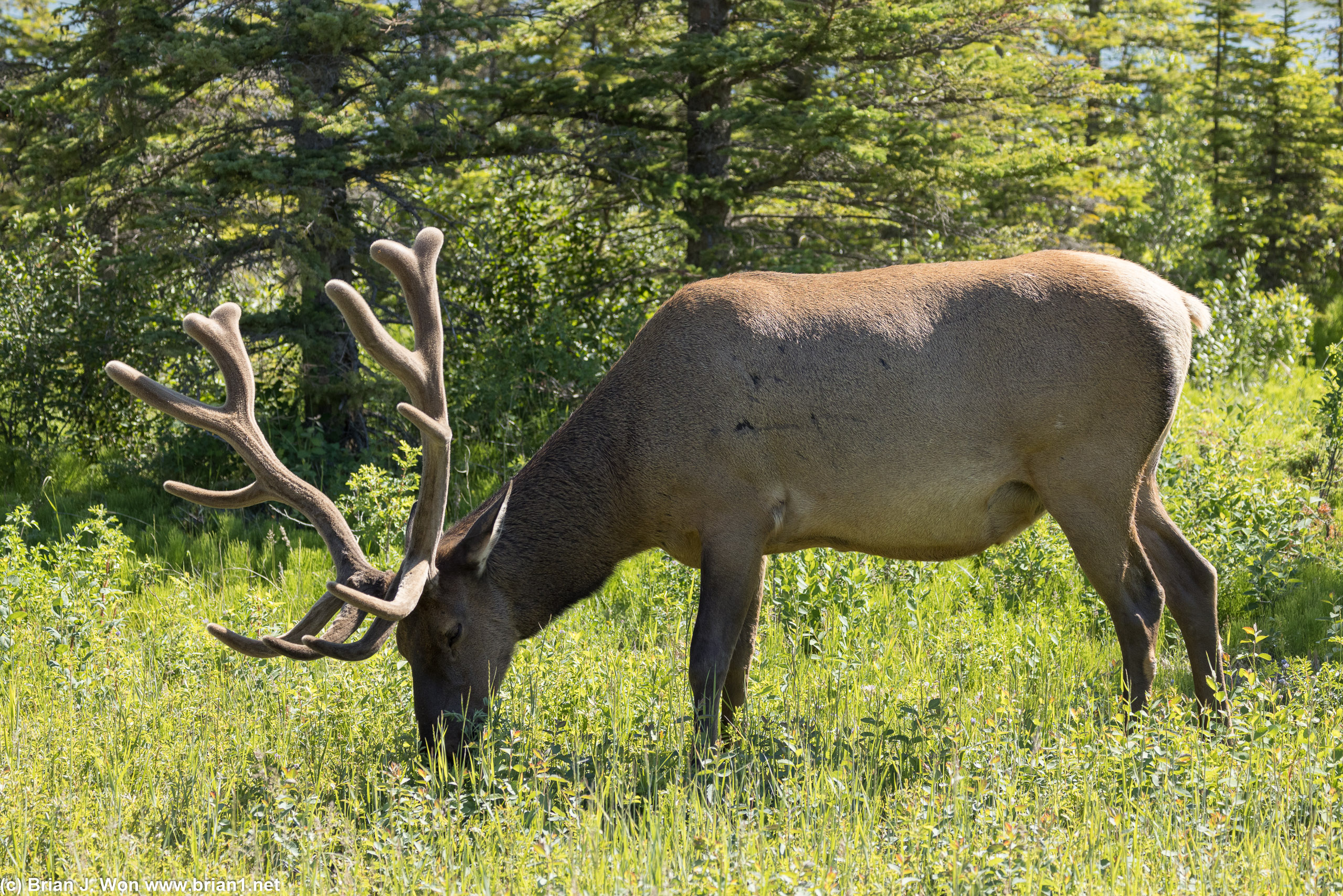 Full body shot of a healthy elk.