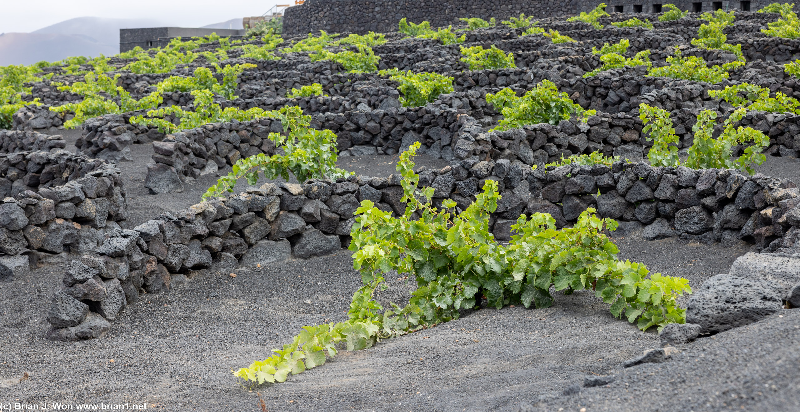 Close-up of the grapevines huddled below their rocky windbreaks.