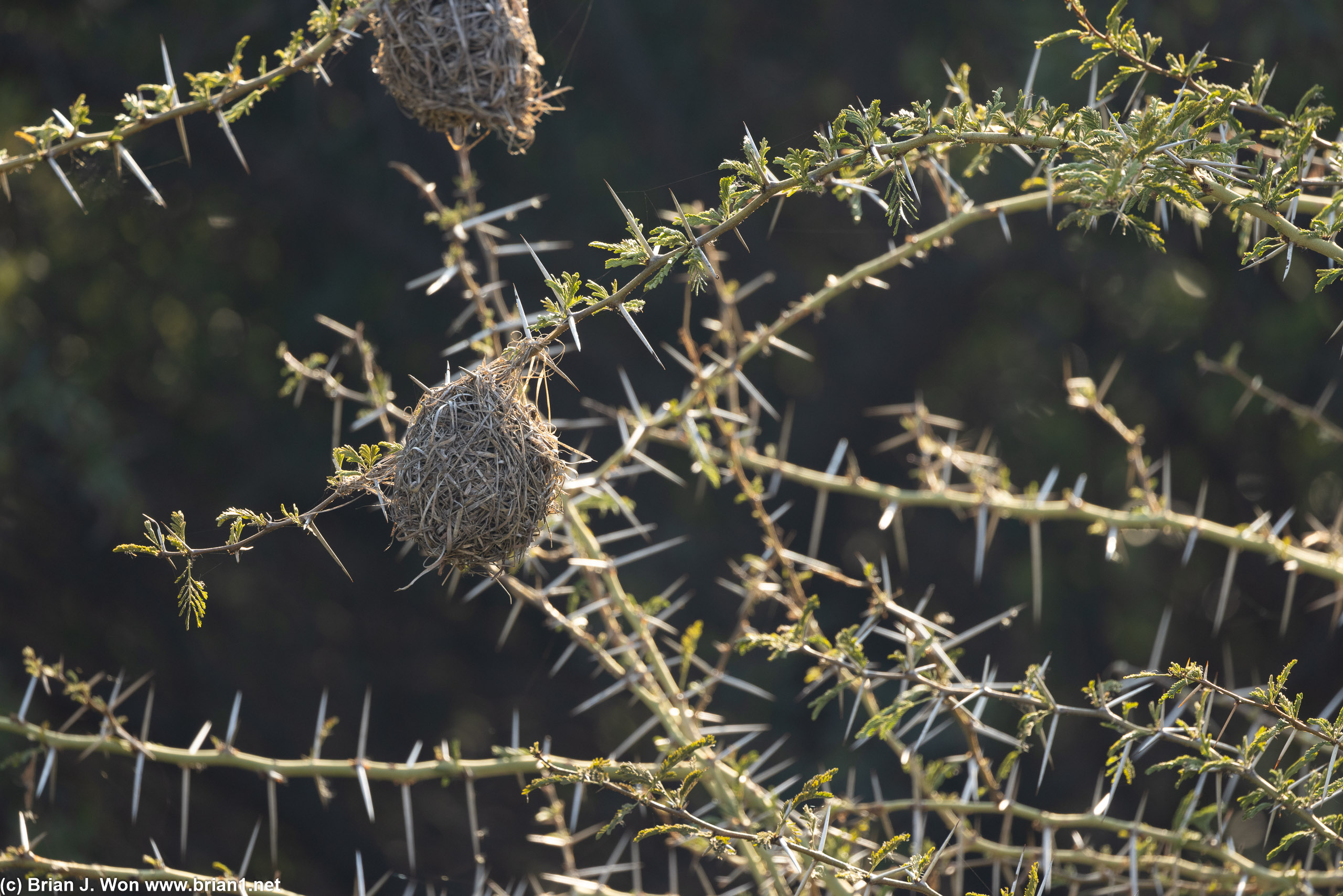 Birds' nests.