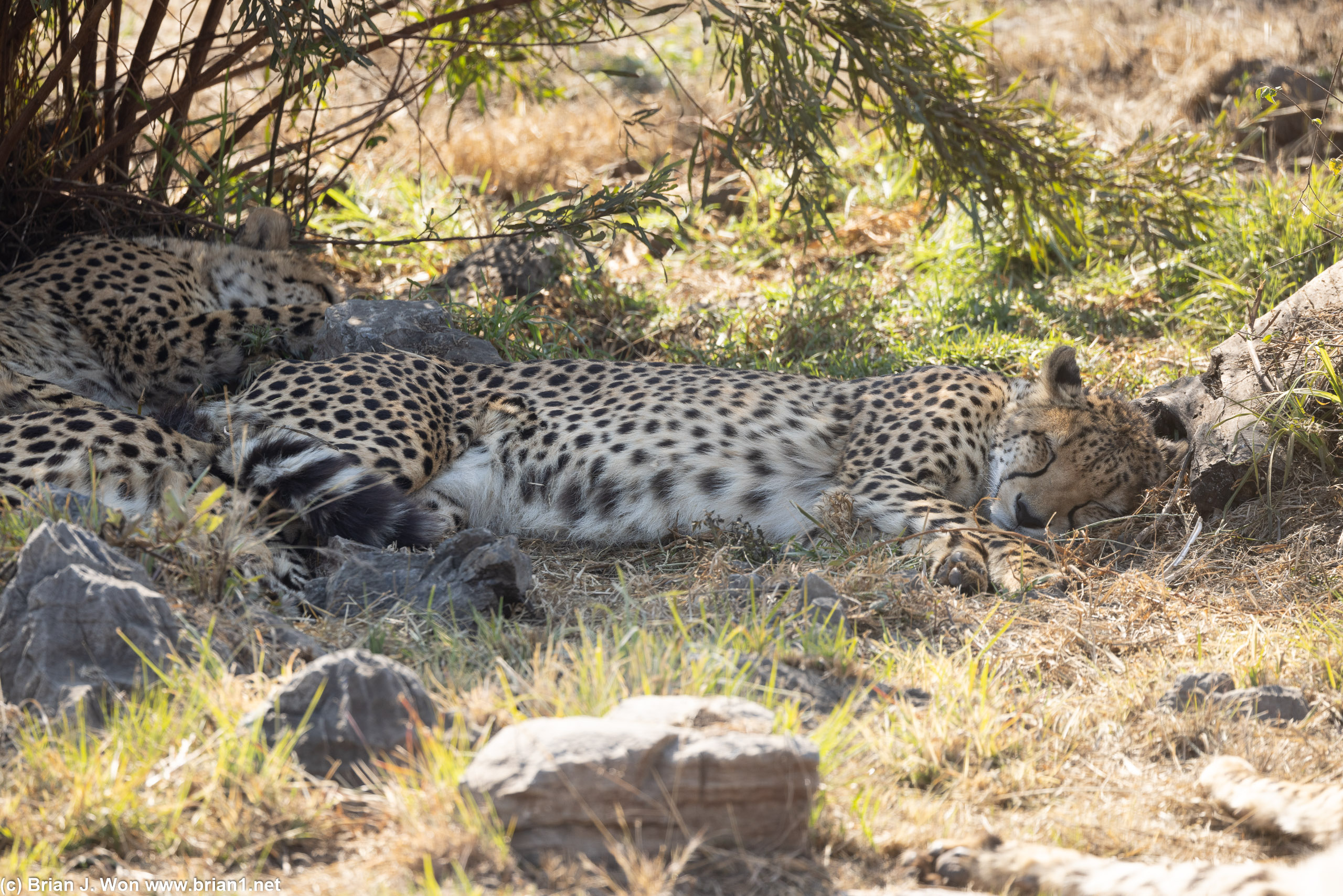 Cheetah nap time.