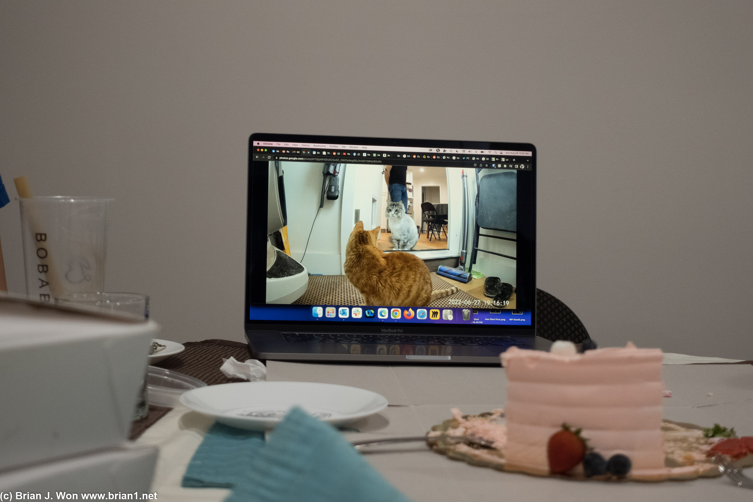 Cats looking at the little robot.