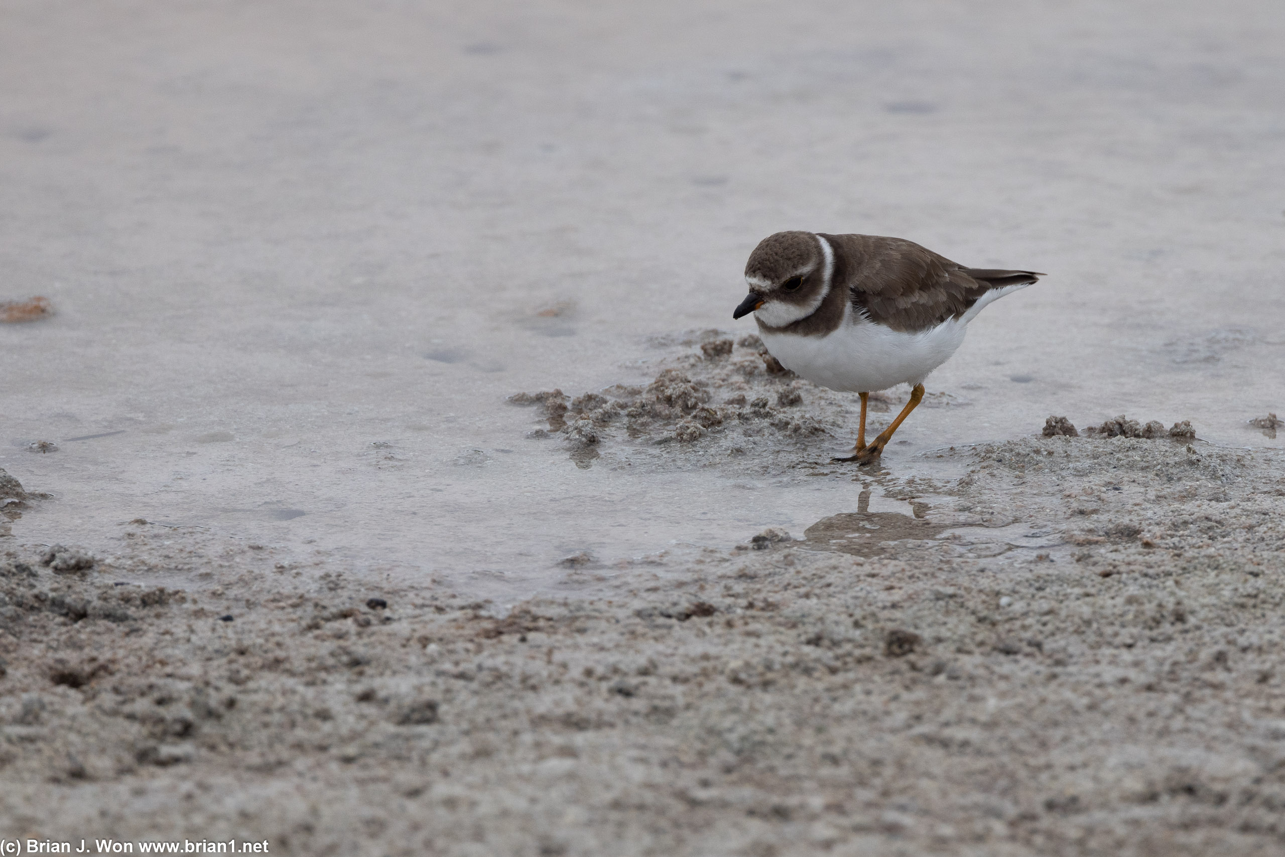 Semipalmated plover.