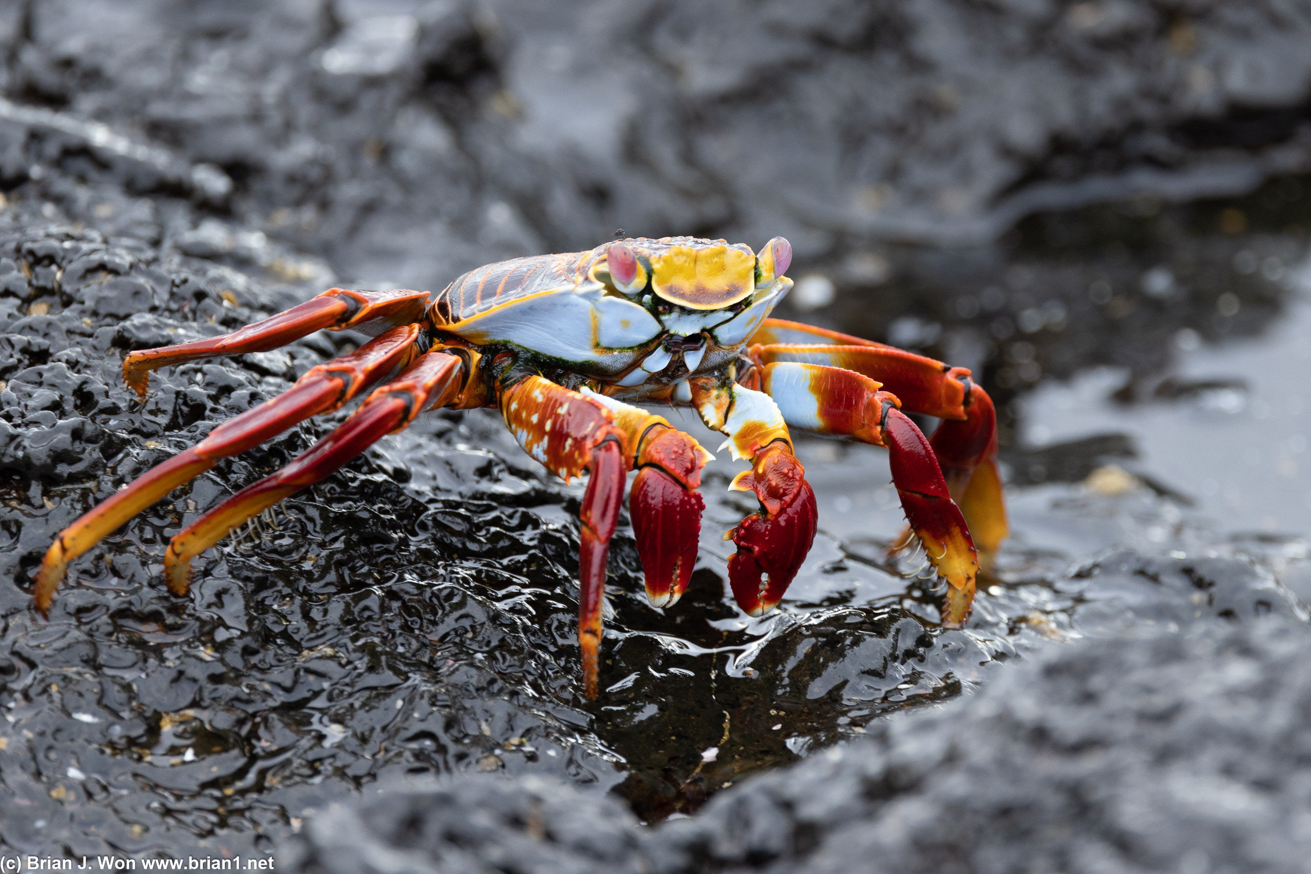 Salty lightfoot crab. Old one-- very colorful.