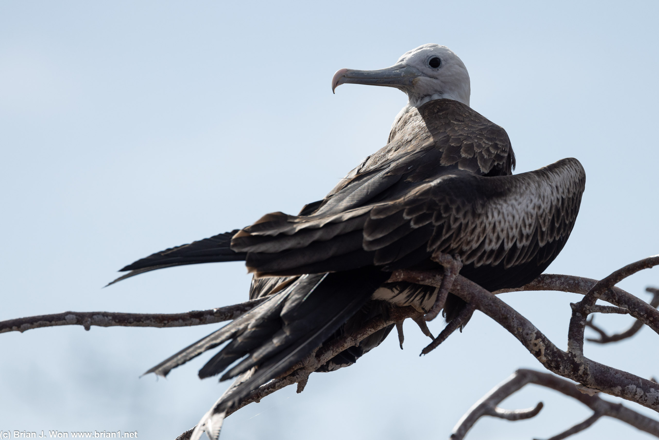 Think this is a female magnificent frigatebird due to the blue eye ring.