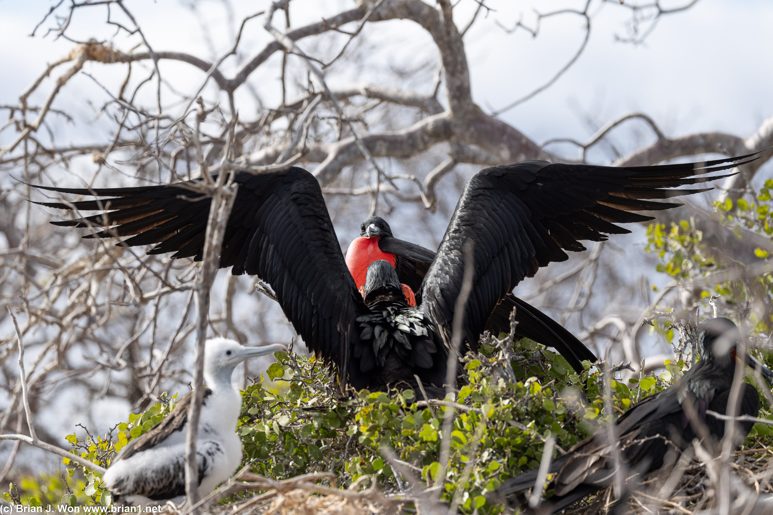 Male magnificent frigatebirds fighting as a chick looks on.