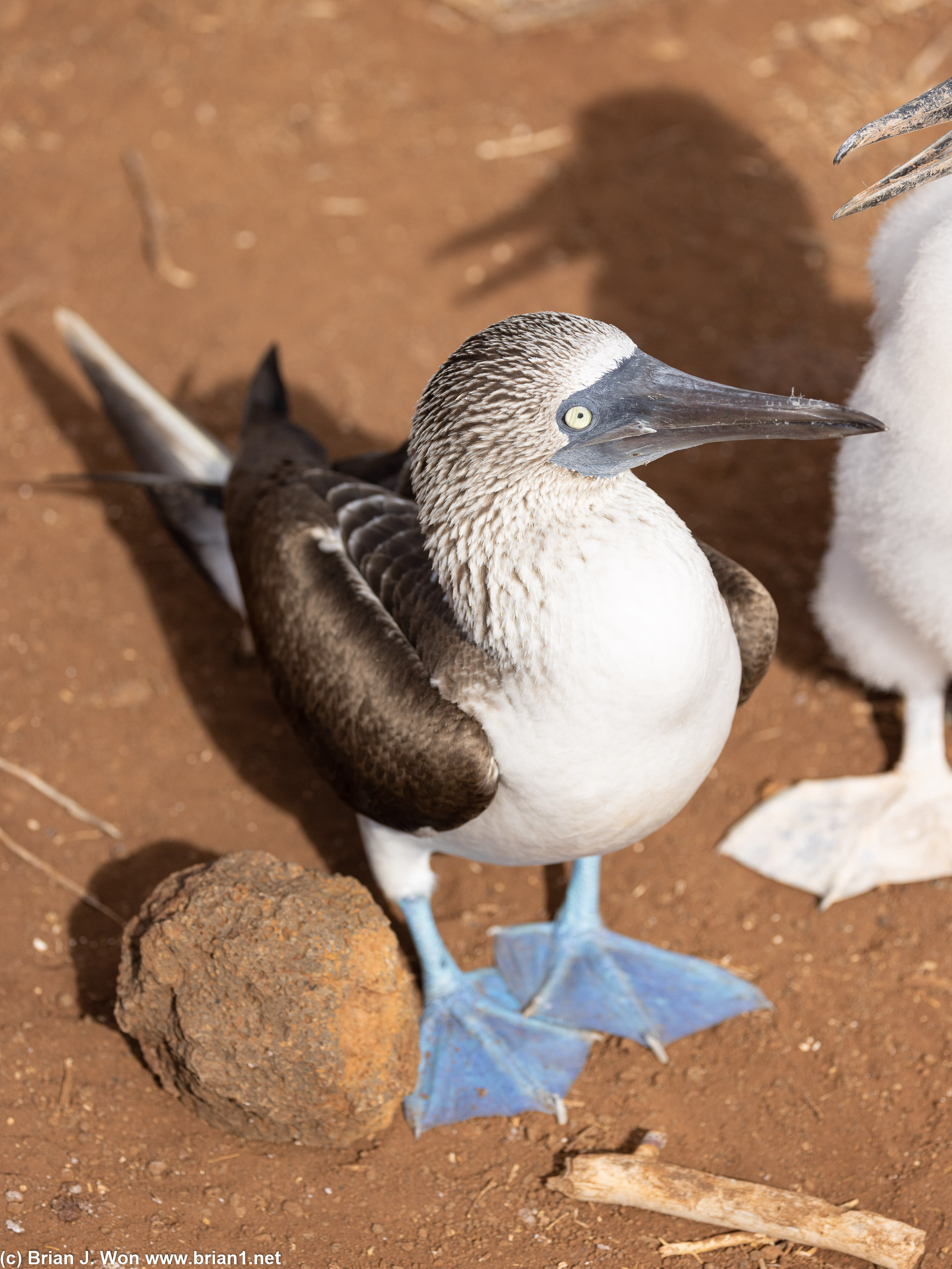 Blue-footed booby.