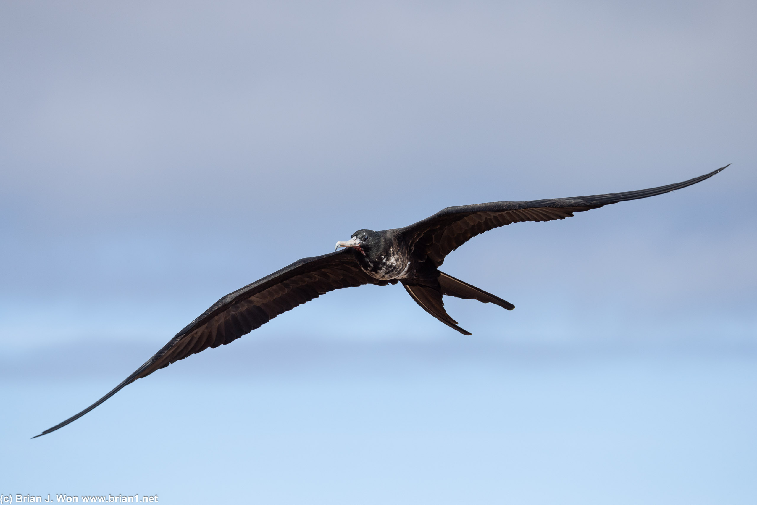 Guessing this is another frigatebird.