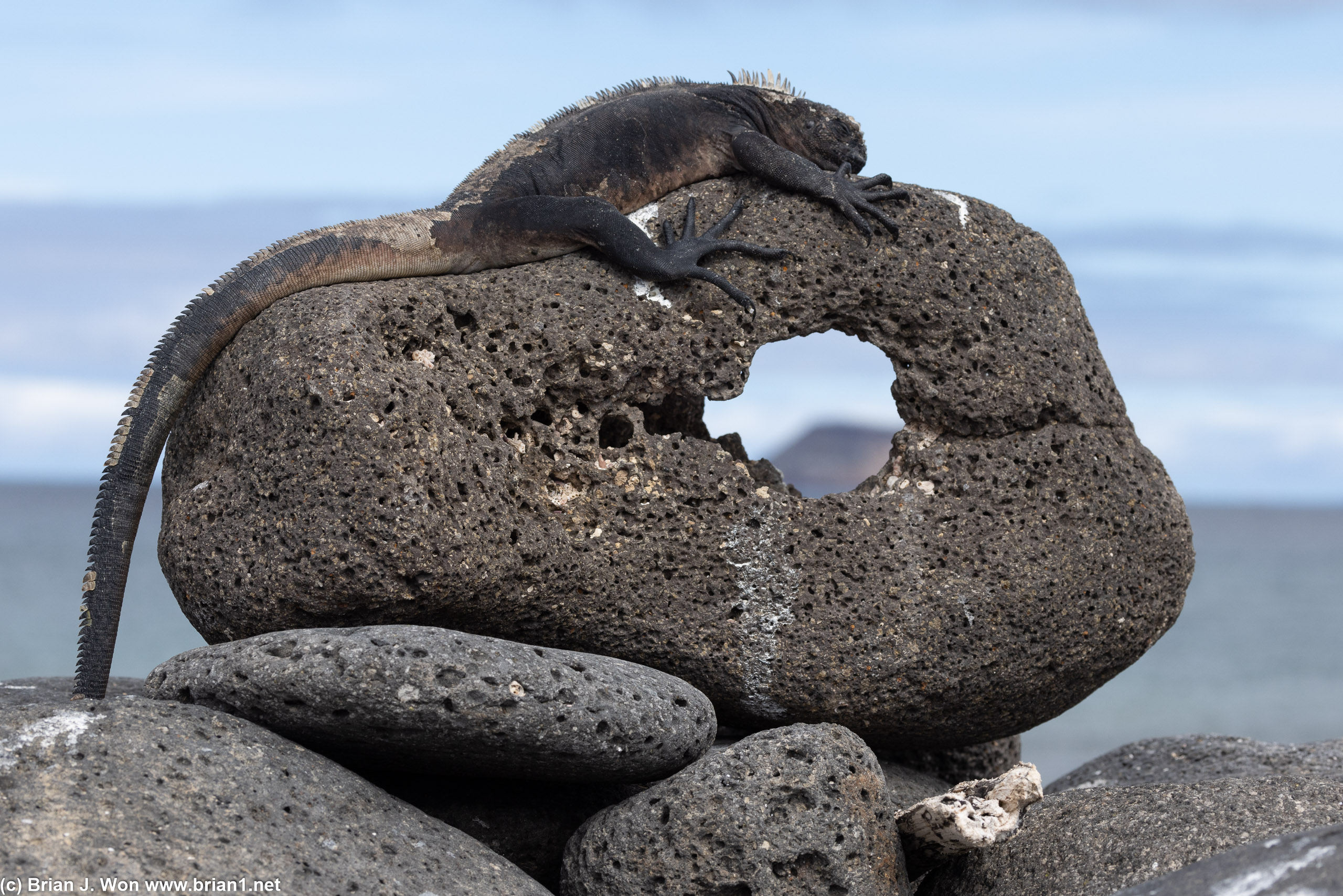 Marine iguana atop a rock.