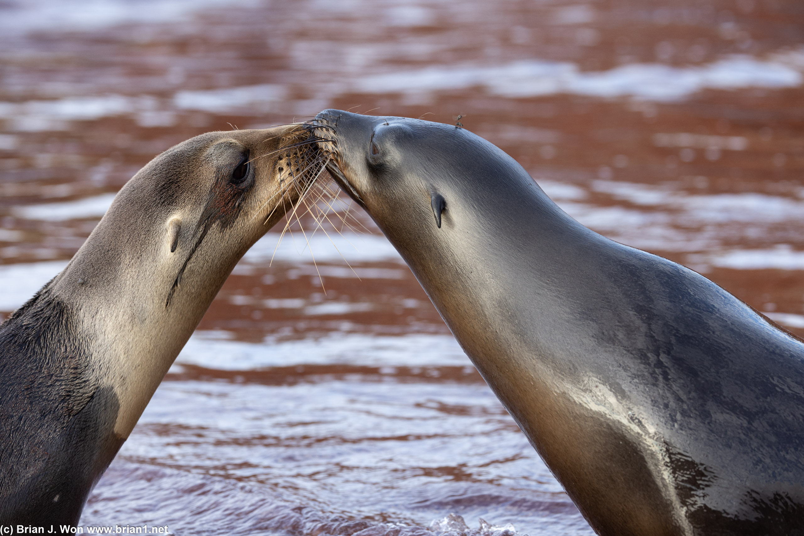Sea lions kissing.