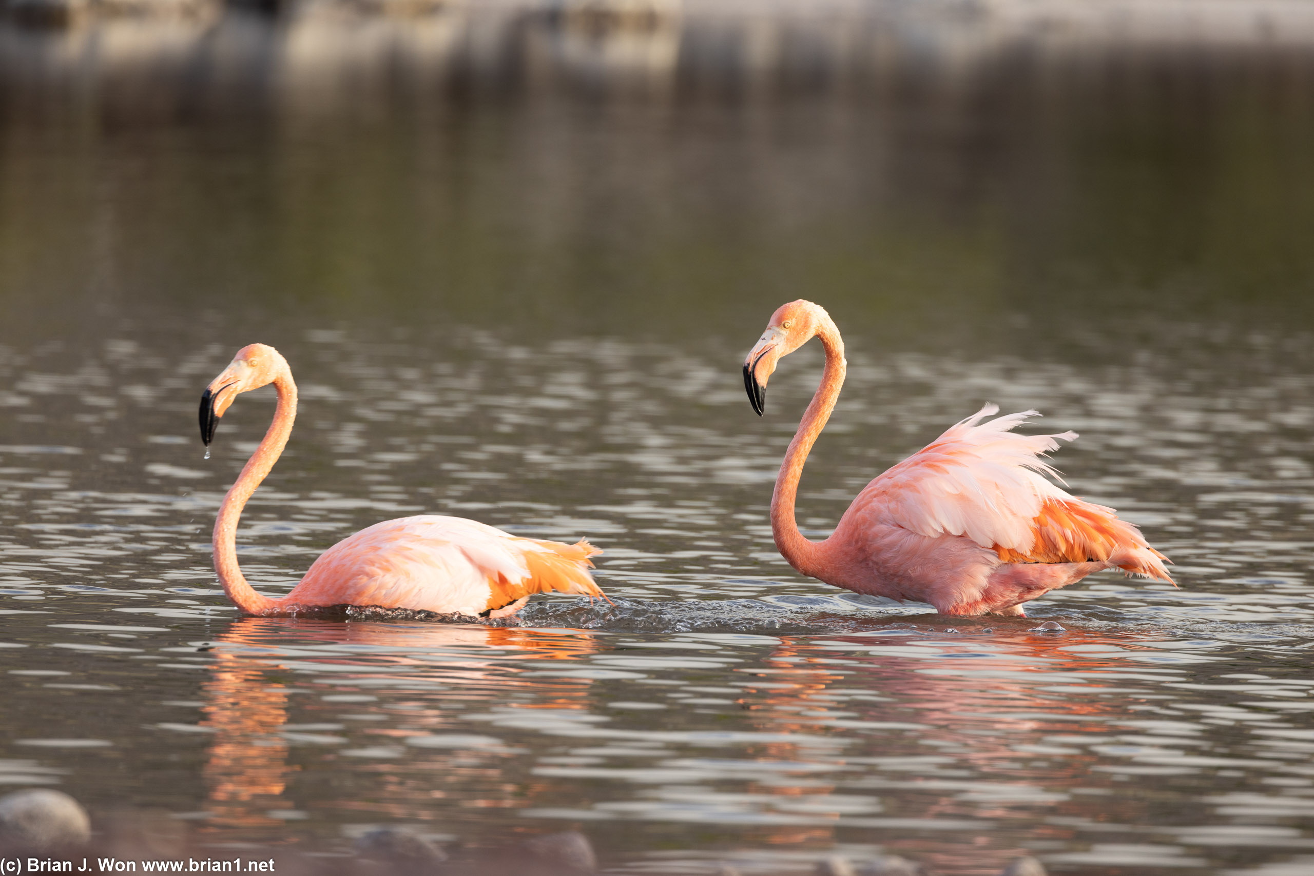 Fighting-- the flamingo on the left is about to flee..