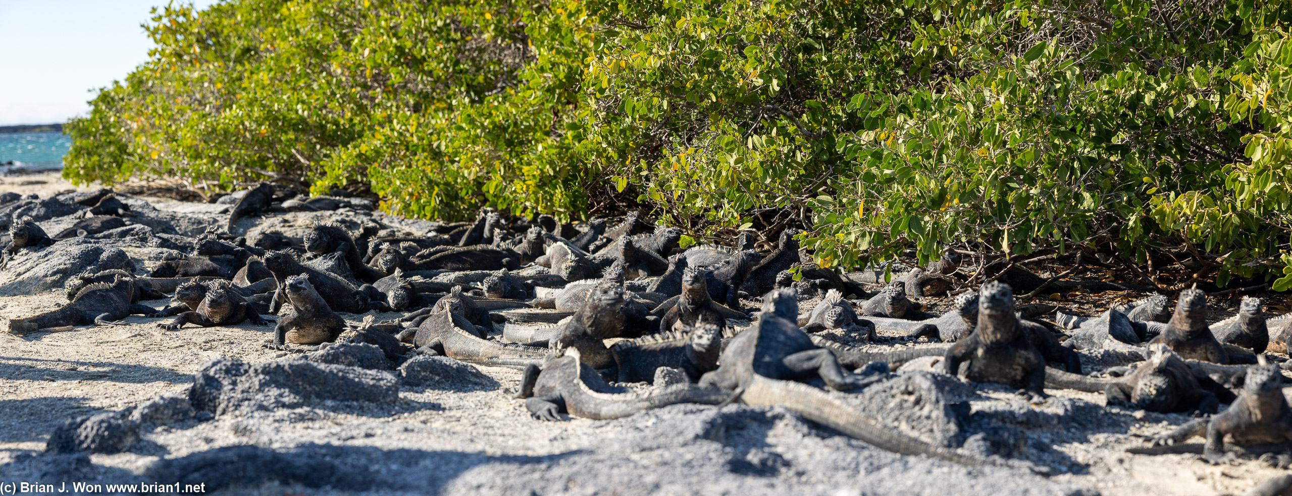 A mess of marine iguanas on Isla Fernandina.