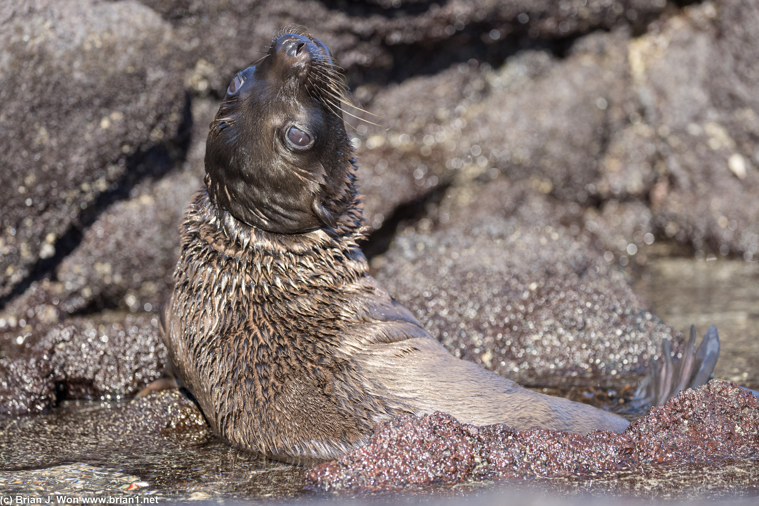 Juvenile sea lion sunning.