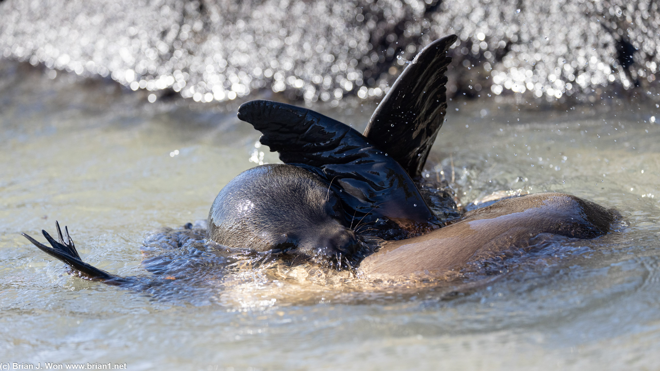 Pair of sea lions playing in the water.