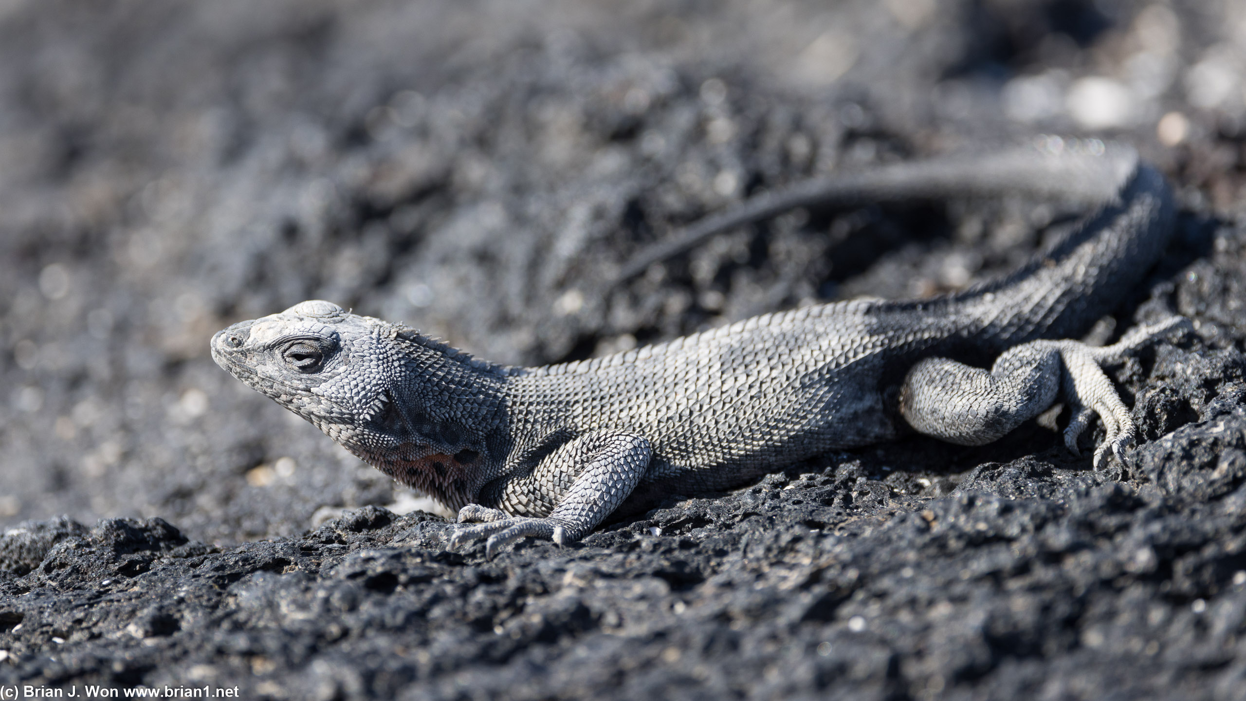 Galapagos lava lizard.