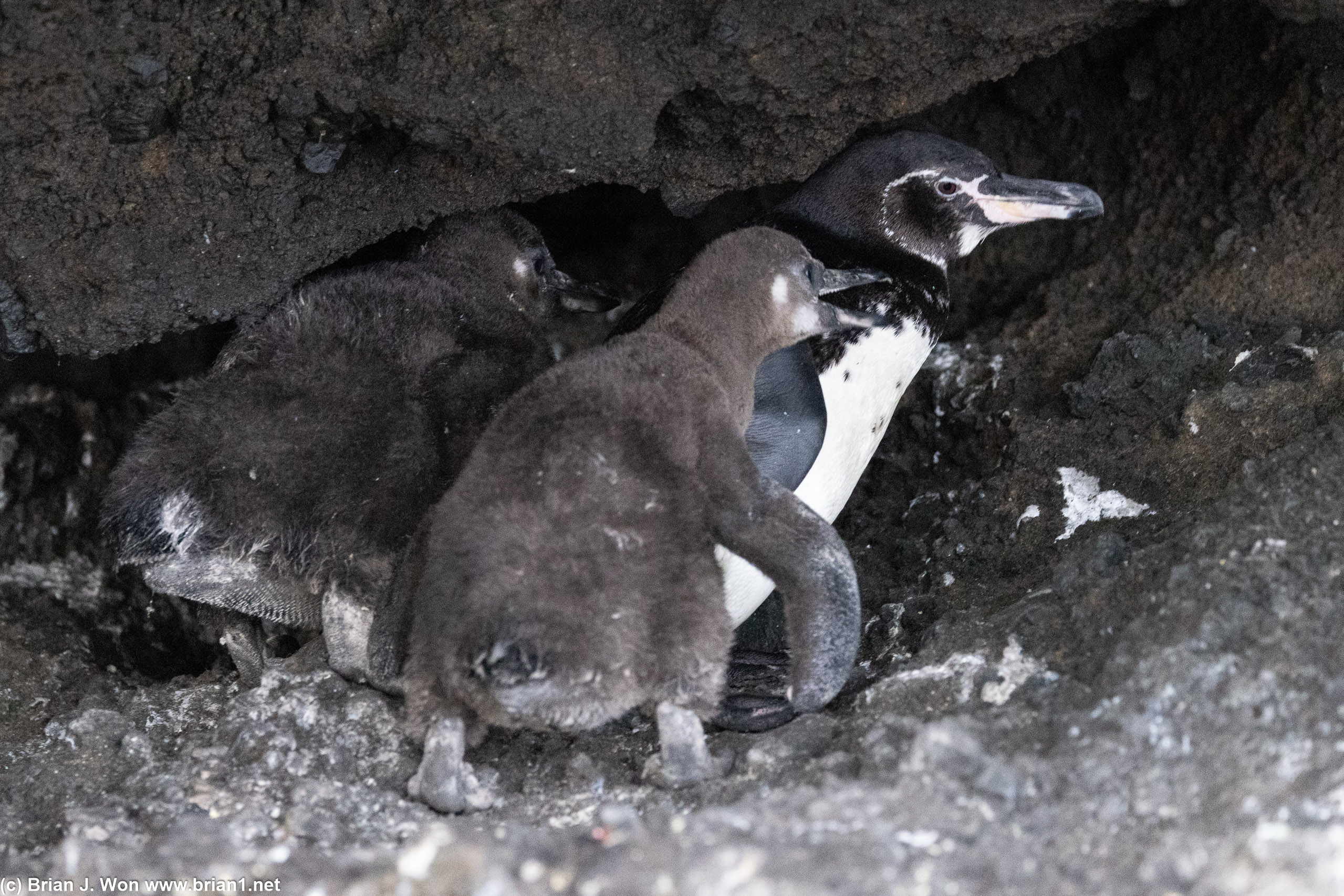Penguin family.