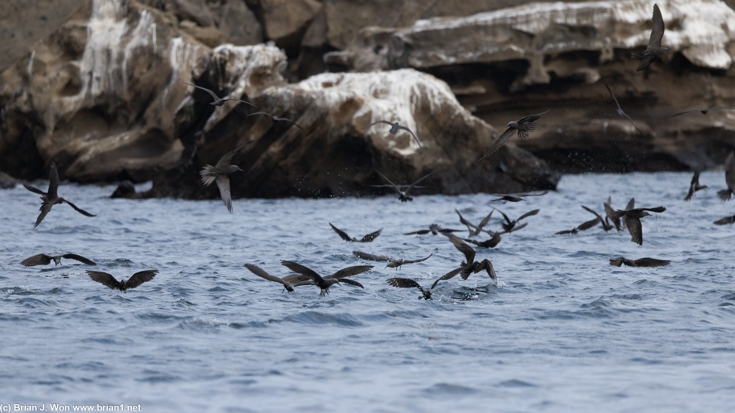 From the lighter heads, guessing these are brown noddy terns.
