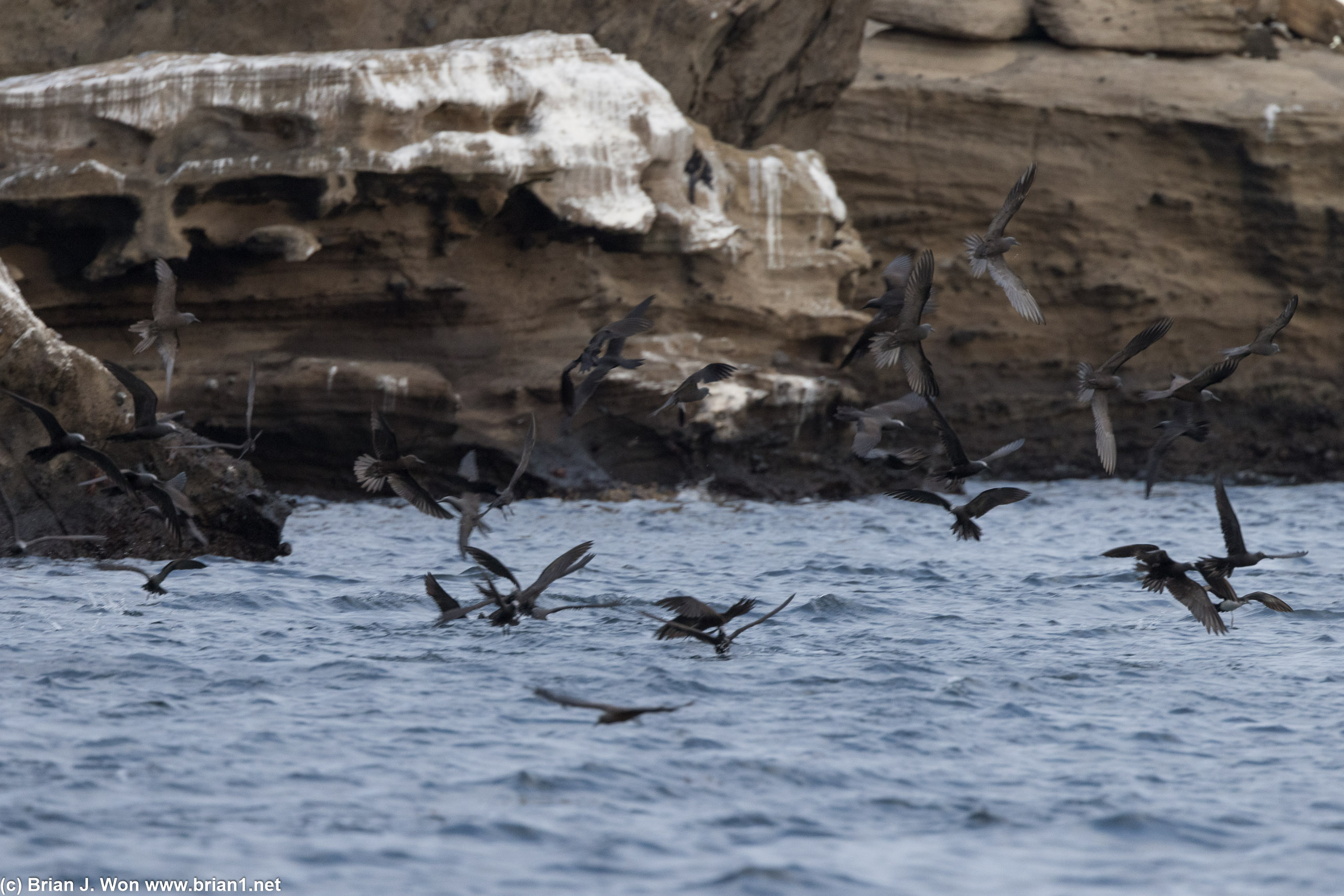 From the lighter heads, guessing these are brown noddy terns.