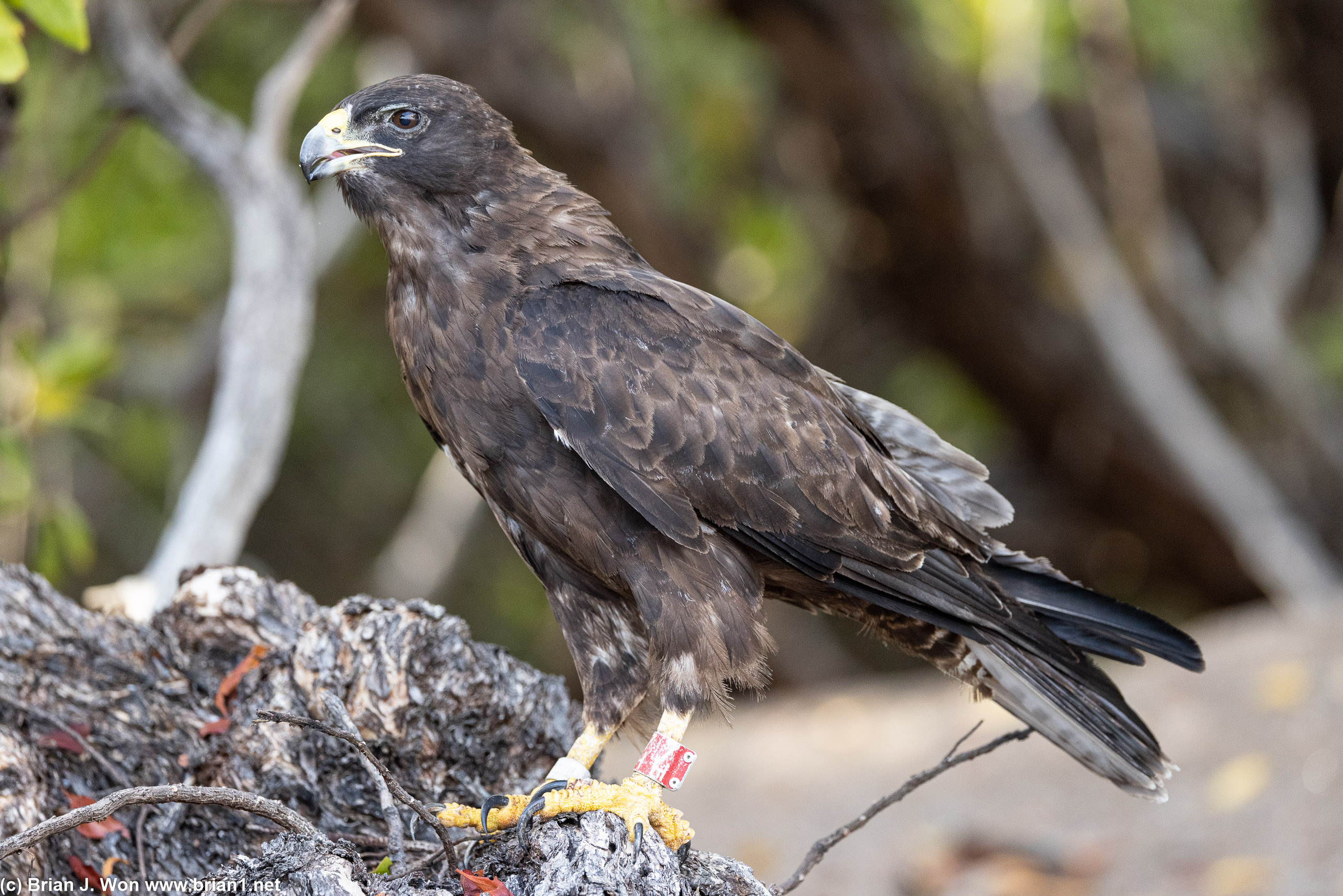 Galapagos hawk. There was a juvenile as well that I missed.