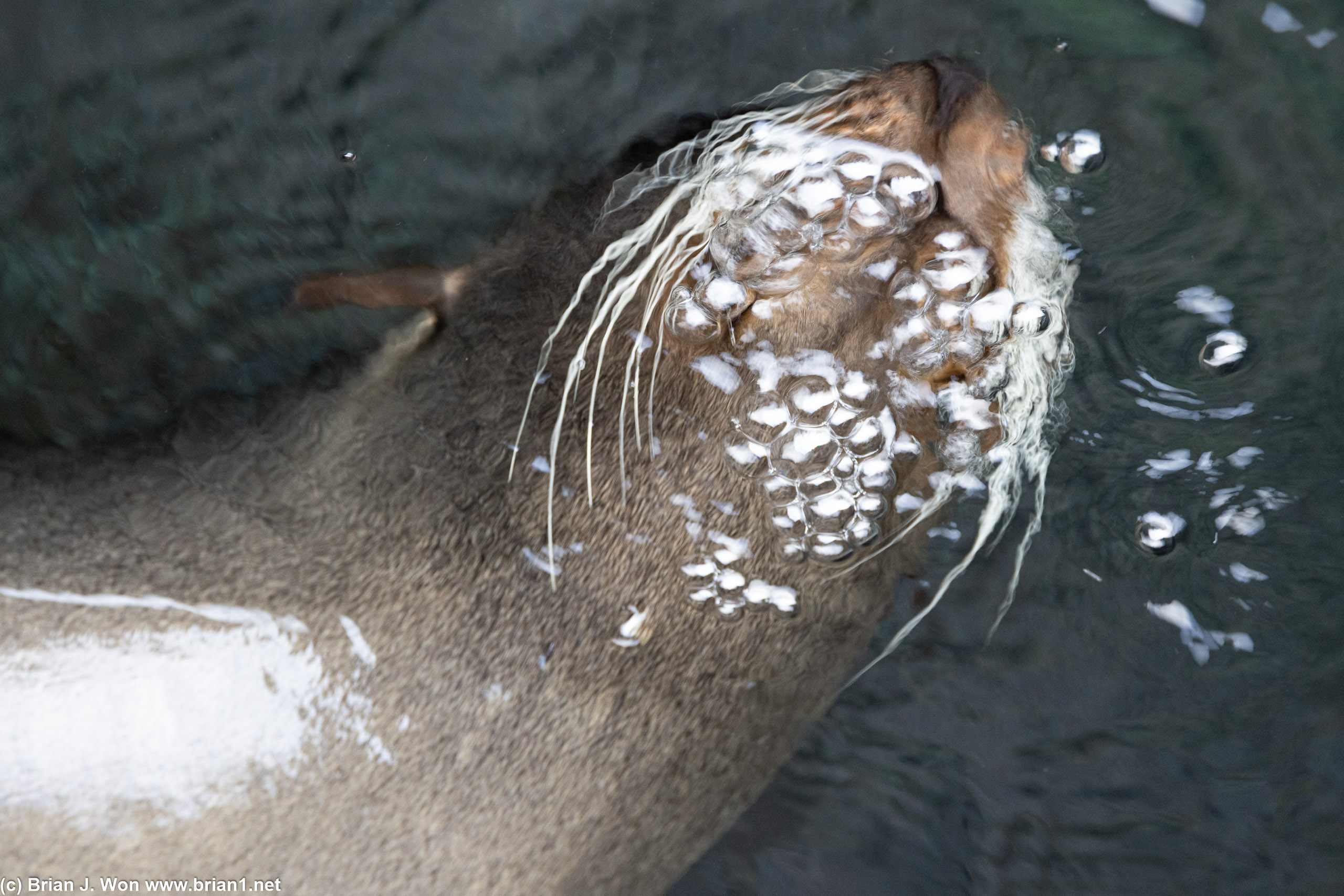 Sea lion blowing bubbles.