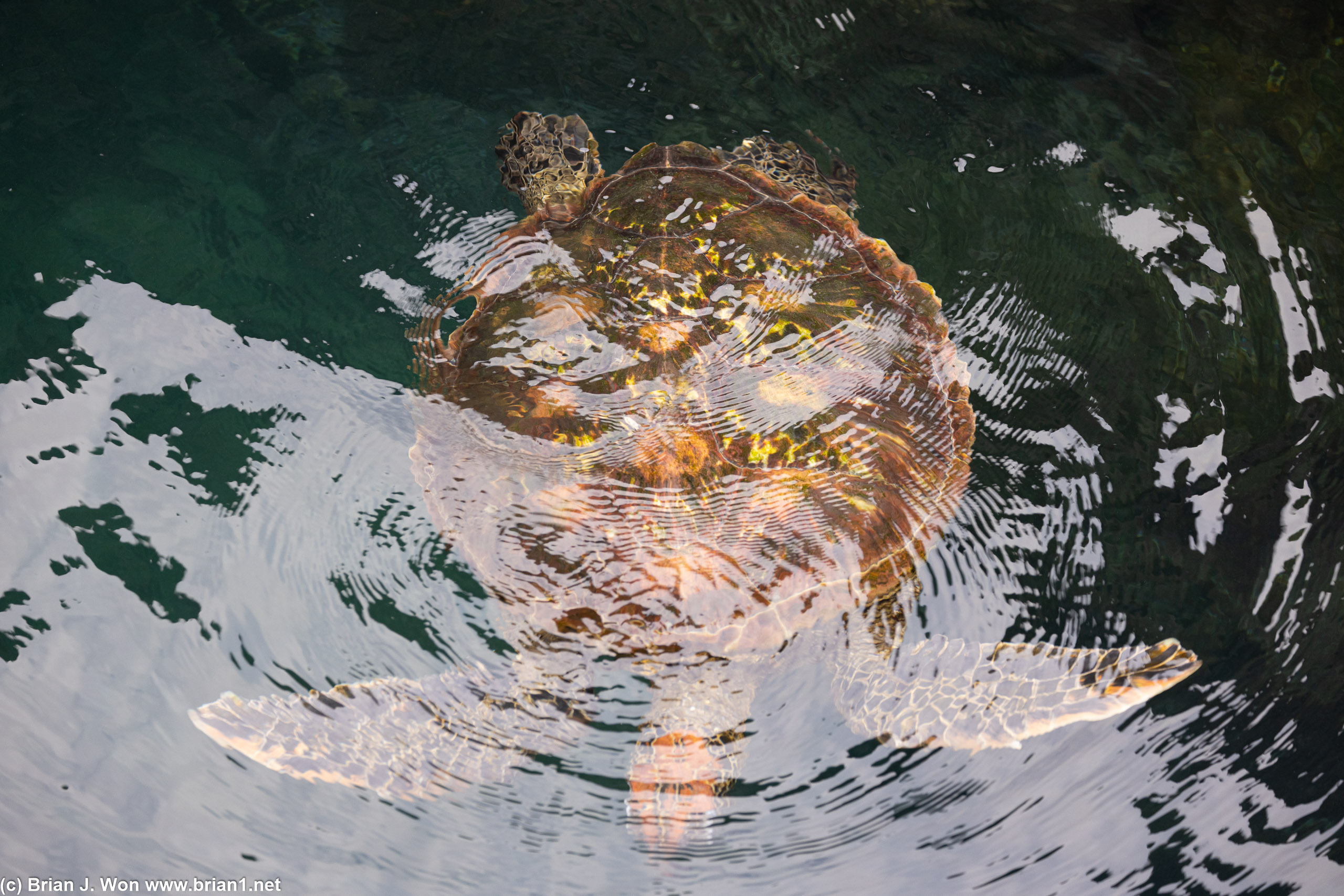 Galapagos green sea turtle.